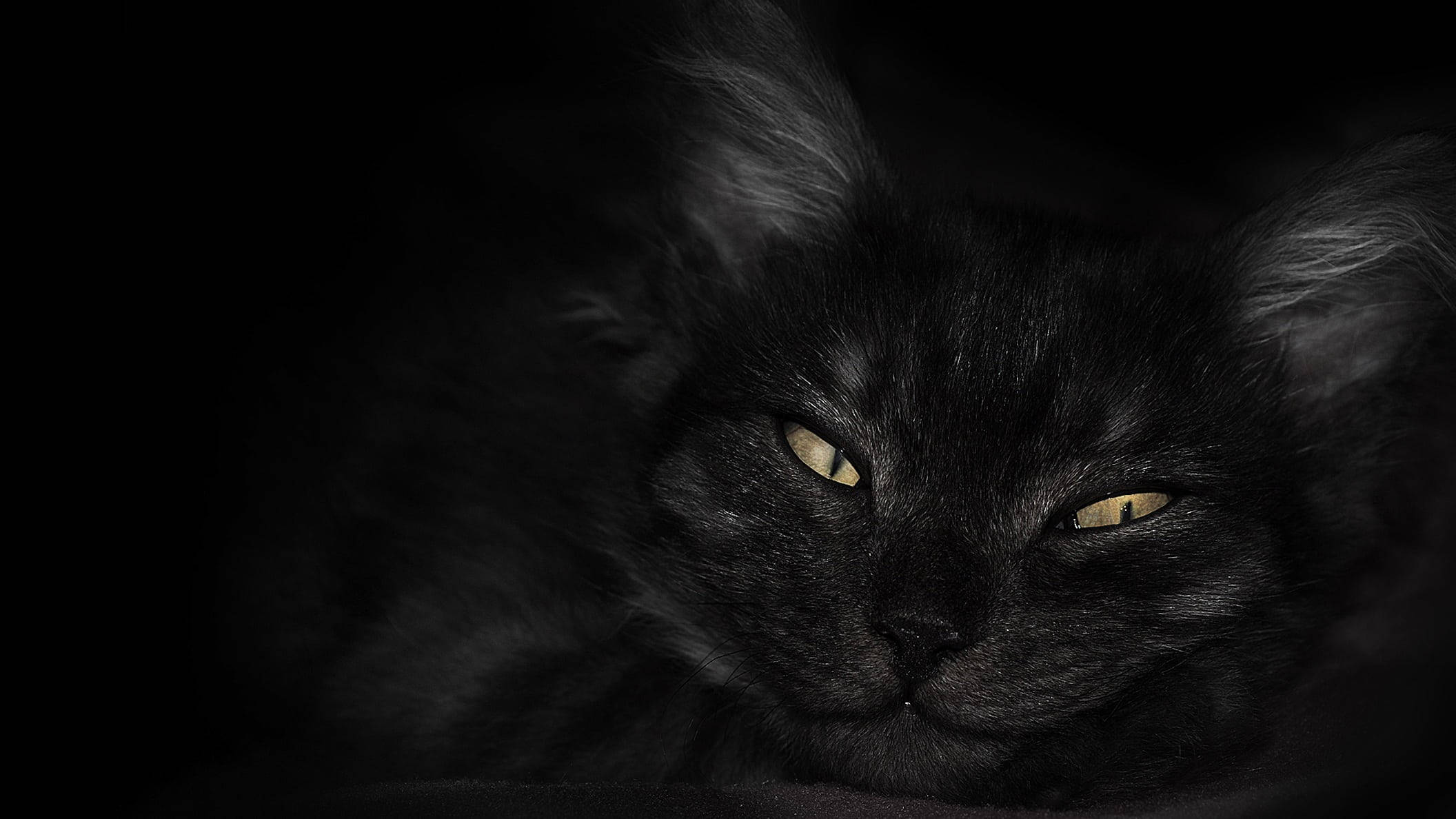 Fondo de pantalla oscuro para laptop: Gato negro con ojos amarillos Fondos de pantalla