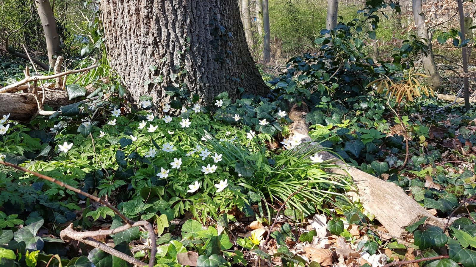 Fondo de pantalla cautivador de estética Cottagecore campestre con flores vibrantes y frondoso verdor envolviendo una acogedora cabaña Fondos de pantalla
