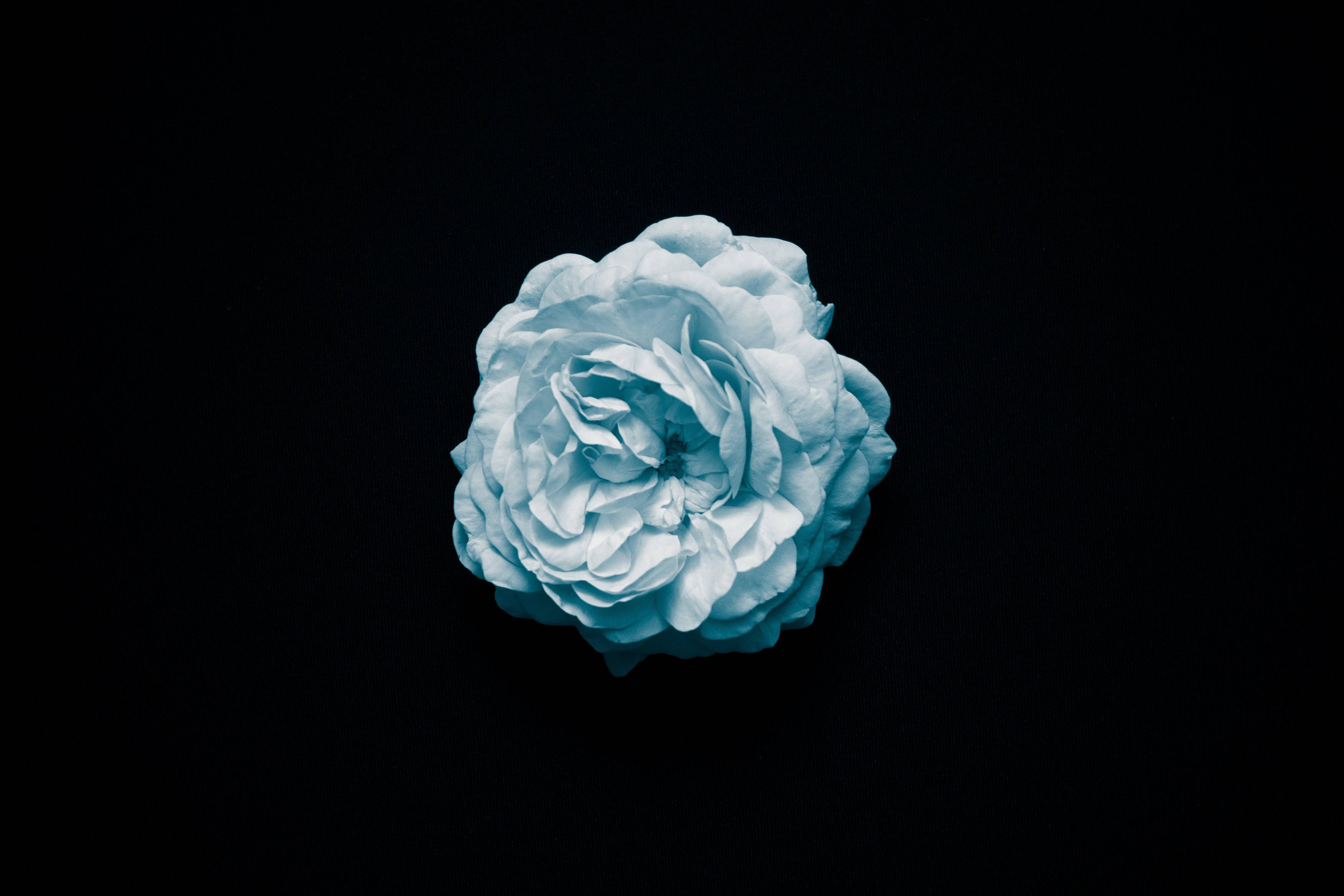 Fondo de pantalla 4K Rosa Azul Fondos de pantalla