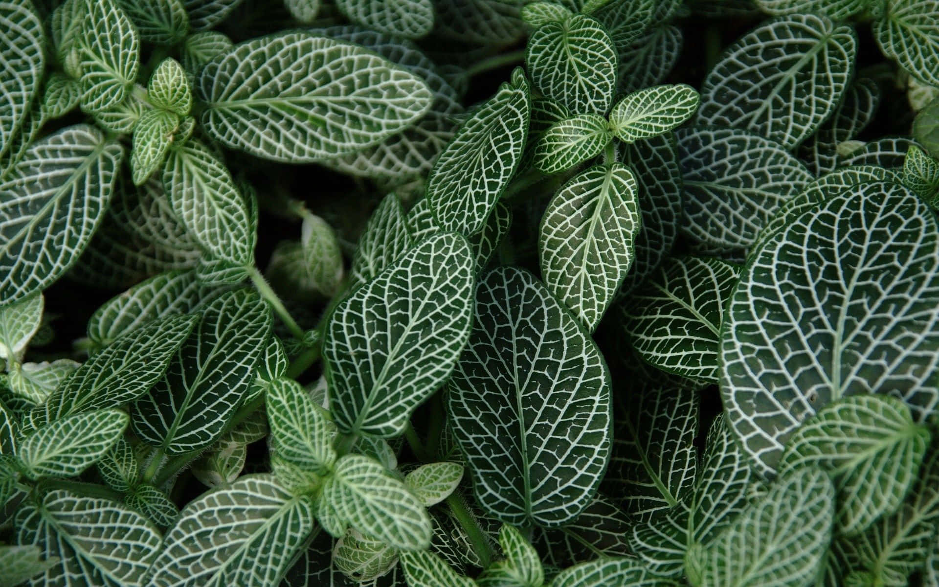 Fondo de pantalla cautivador en verde oscuro estético Fondos de pantalla