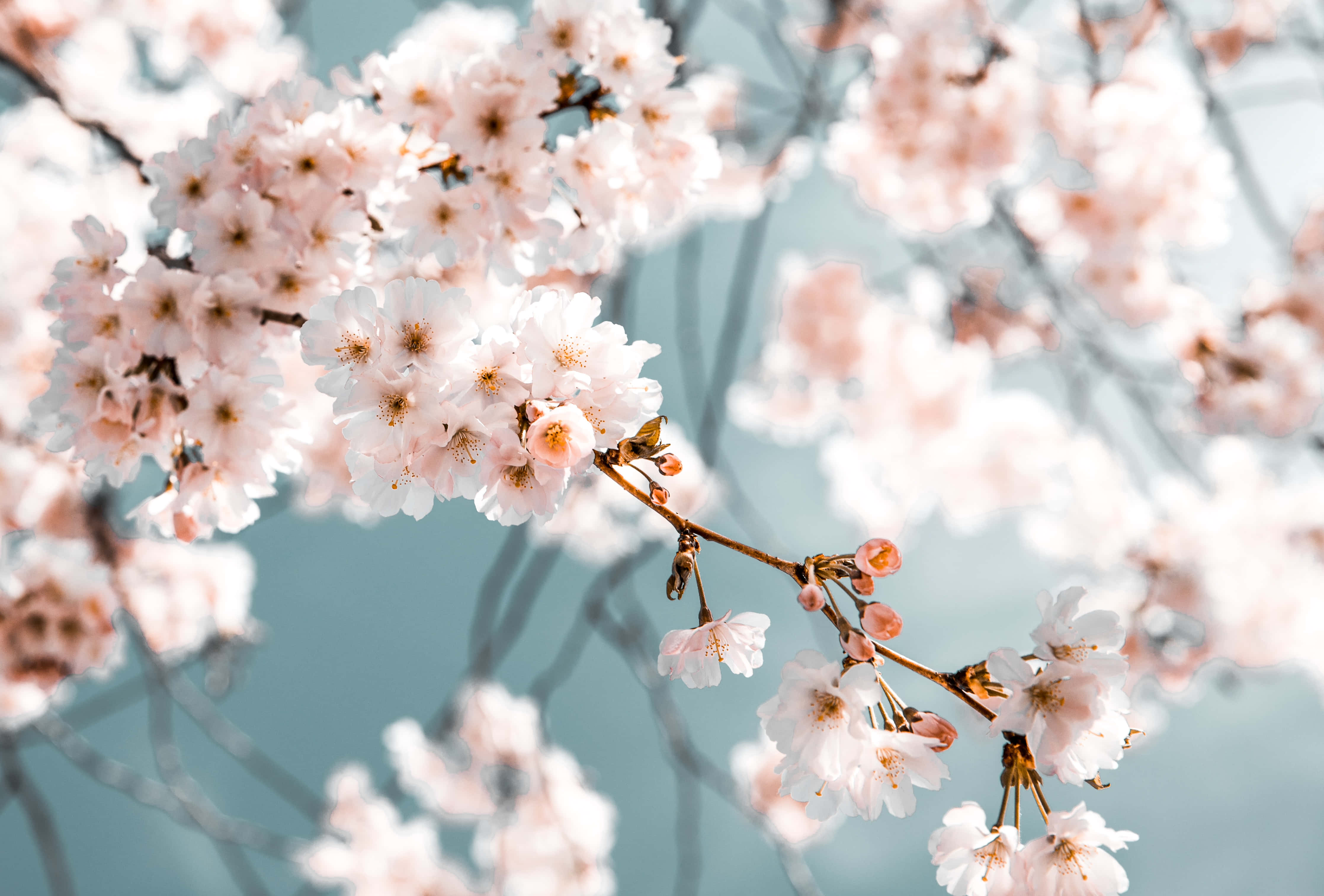 Fondo de pantalla de cerezos en flor Fondos de pantalla
