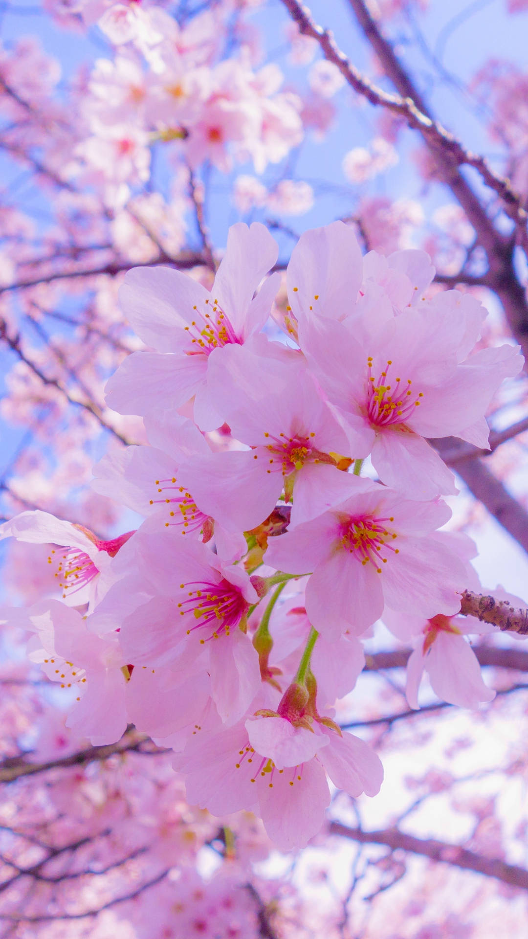 Fondo de pantalla de flor de pétalo rosa lindo para iPhone Fondos de pantalla
