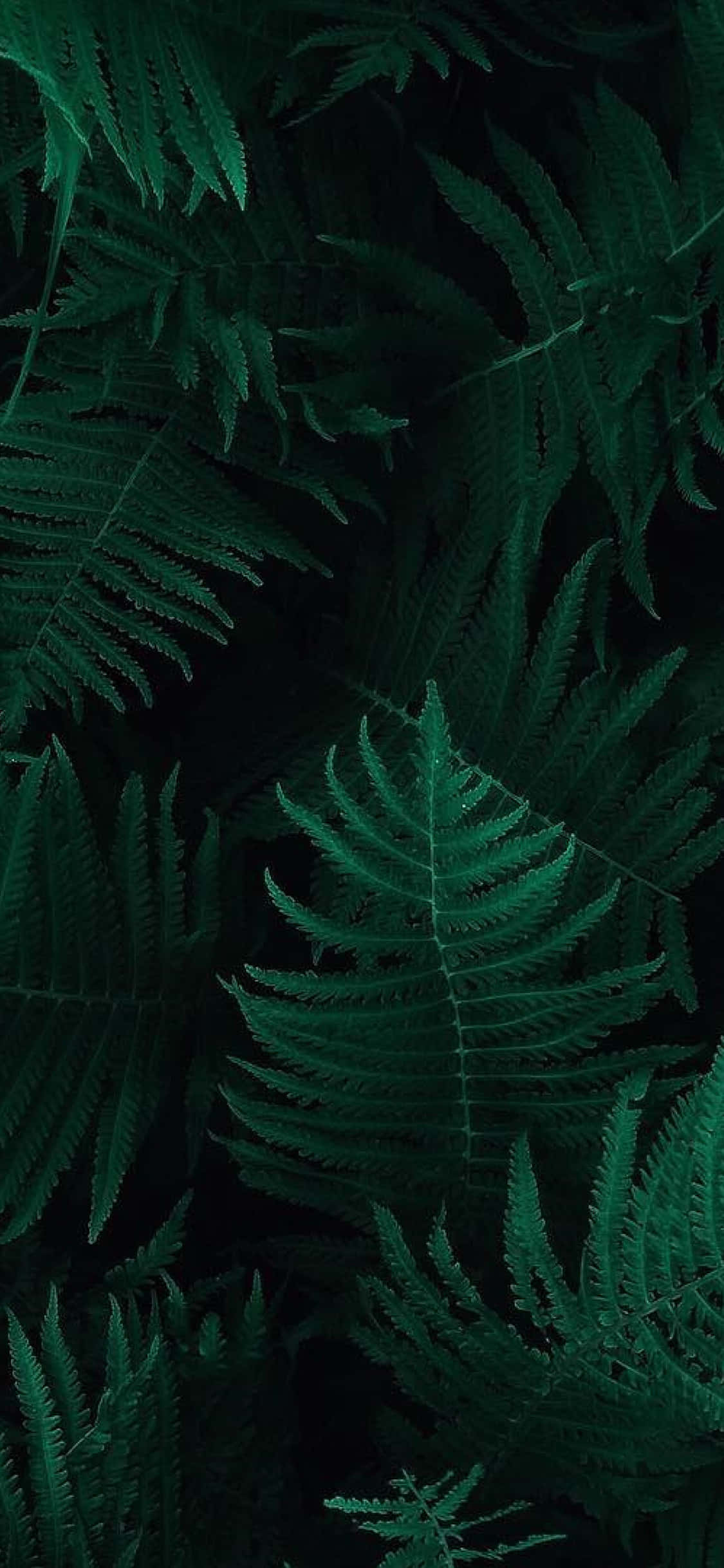 fondo de pantalla de hojas de helecho - fondos de pantalla para iPhone Fondos de pantalla