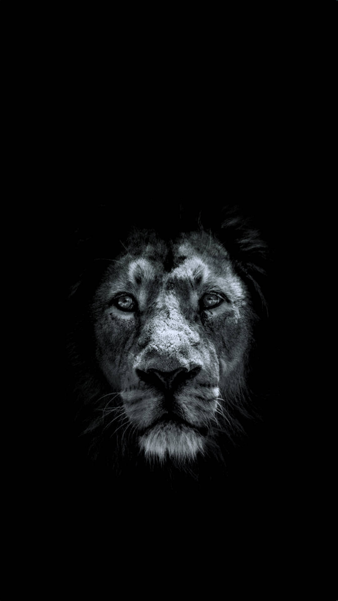 Fondo de pantalla de iPhone con león en negro sólido Fondos de pantalla