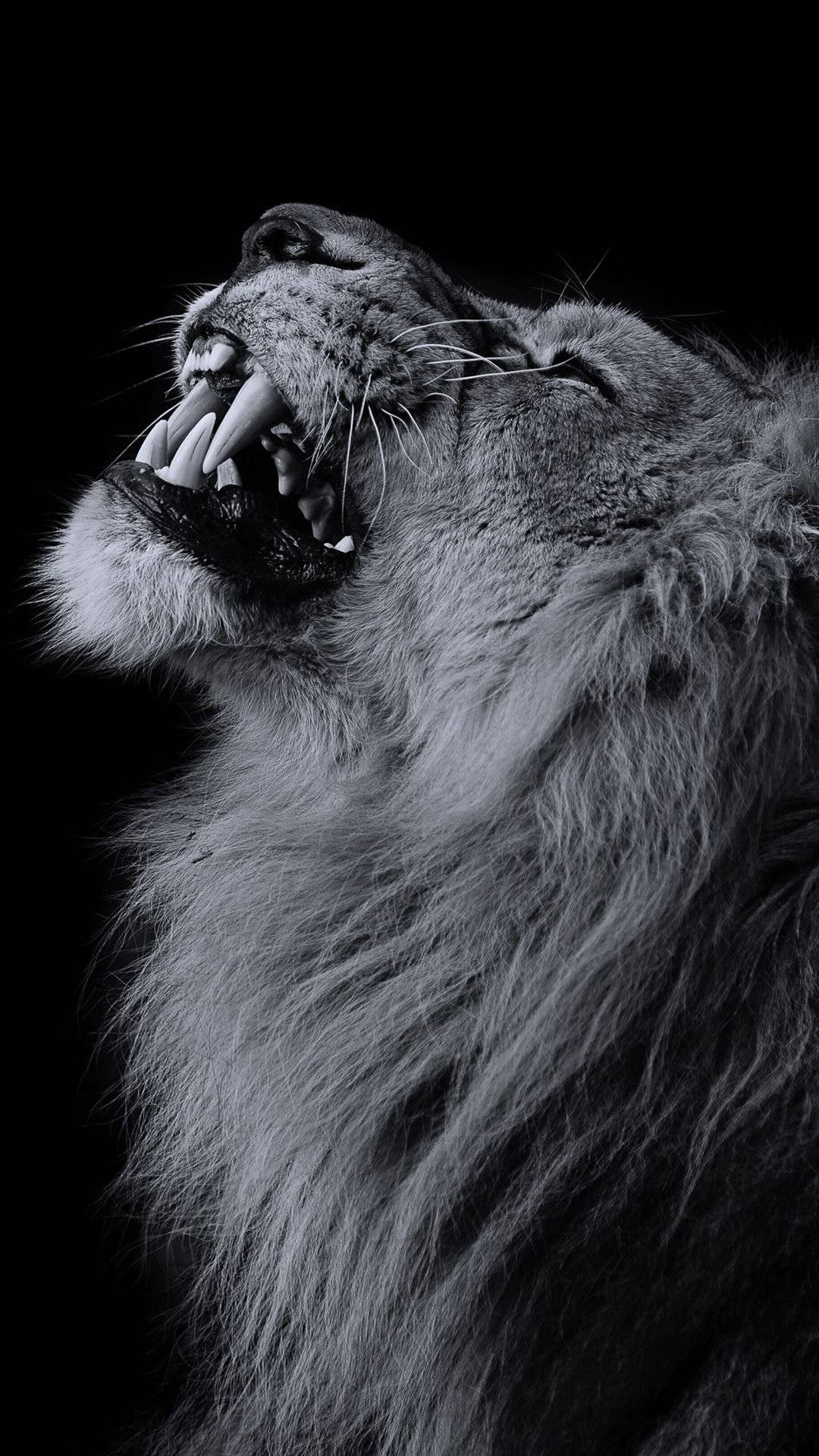 Fondo de pantalla de león en escala de grises para iPhone en negro Fondos de pantalla