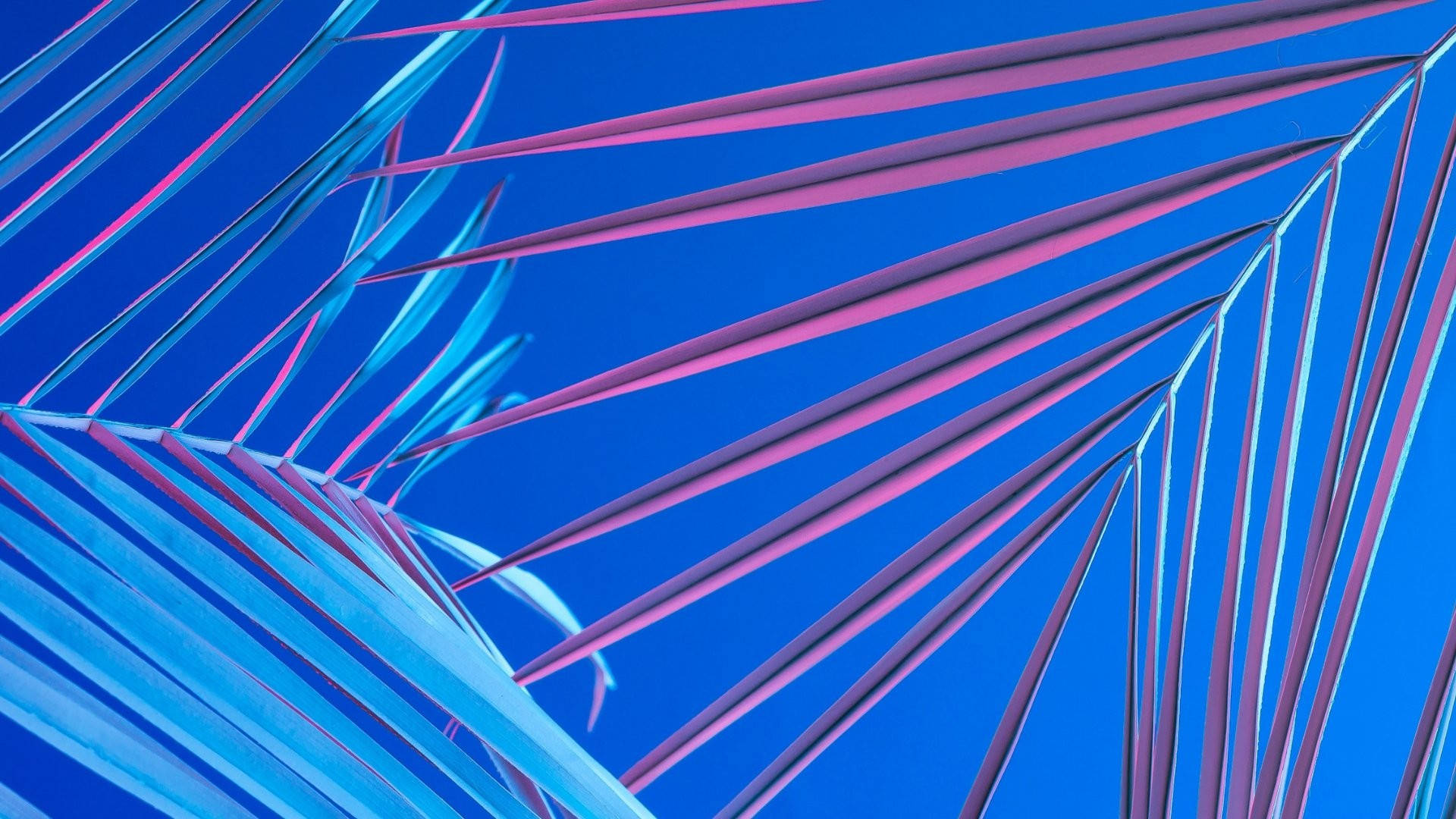 Fondo de pantalla estético de hoja tropical para Mac Fondos de pantalla