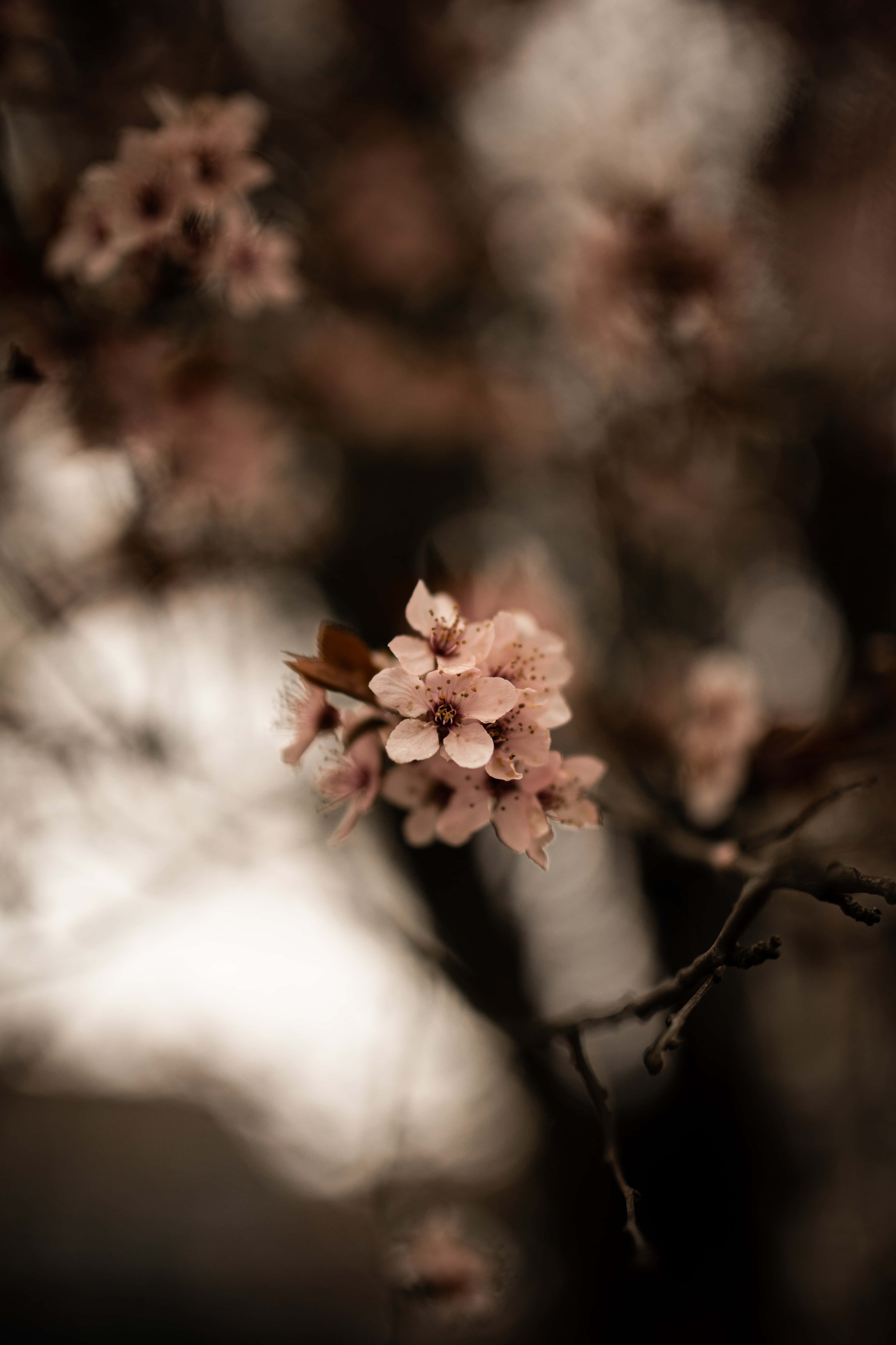Fondo de pantalla floral cautivador para teléfono Fondos de pantalla
