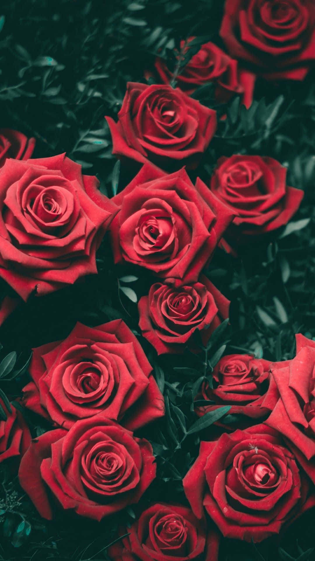 Fondo de pantalla floral cautivador para tu teléfono Fondos de pantalla