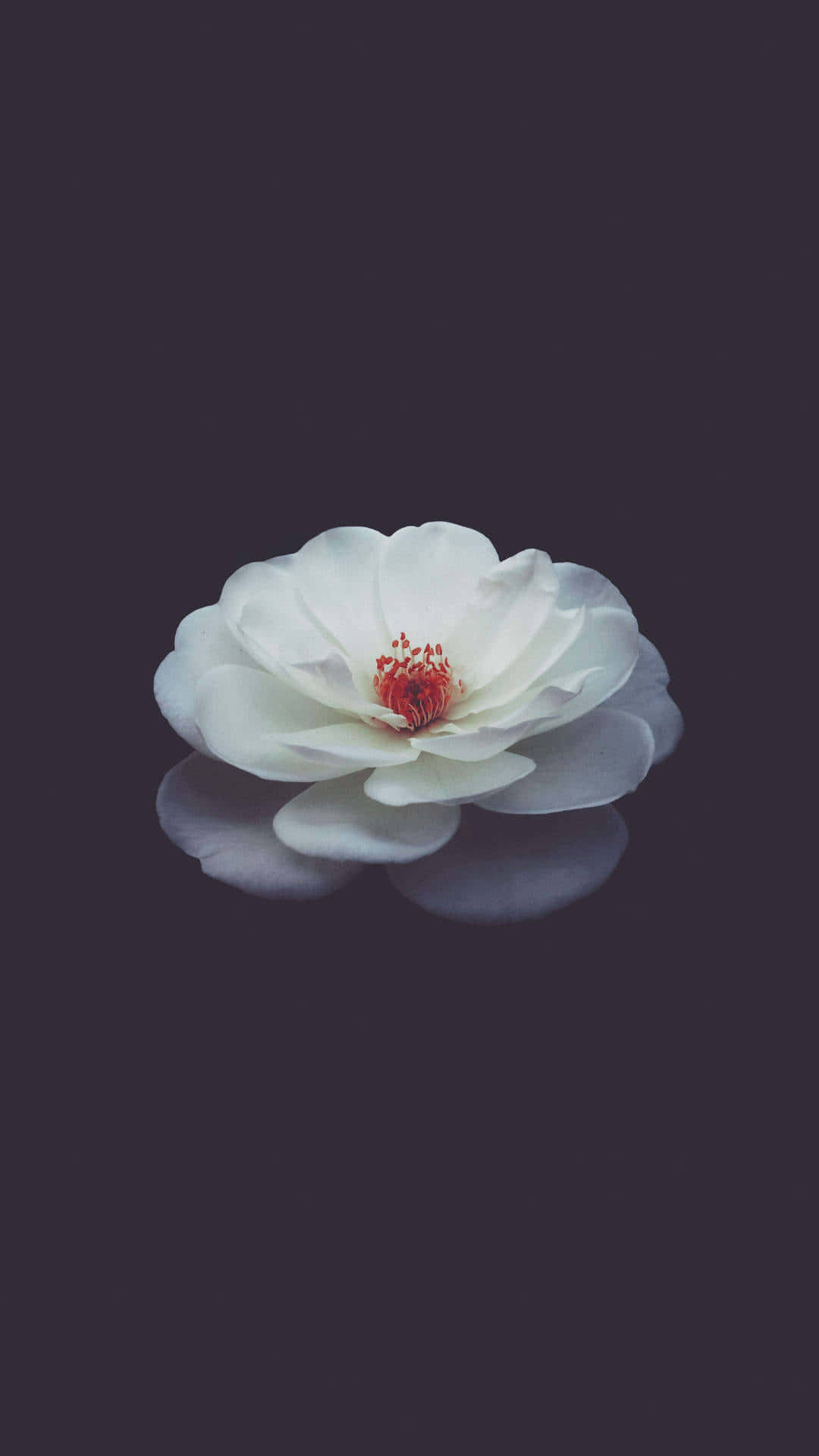 Fondo de pantalla floral impresionante para teléfono Fondos de pantalla