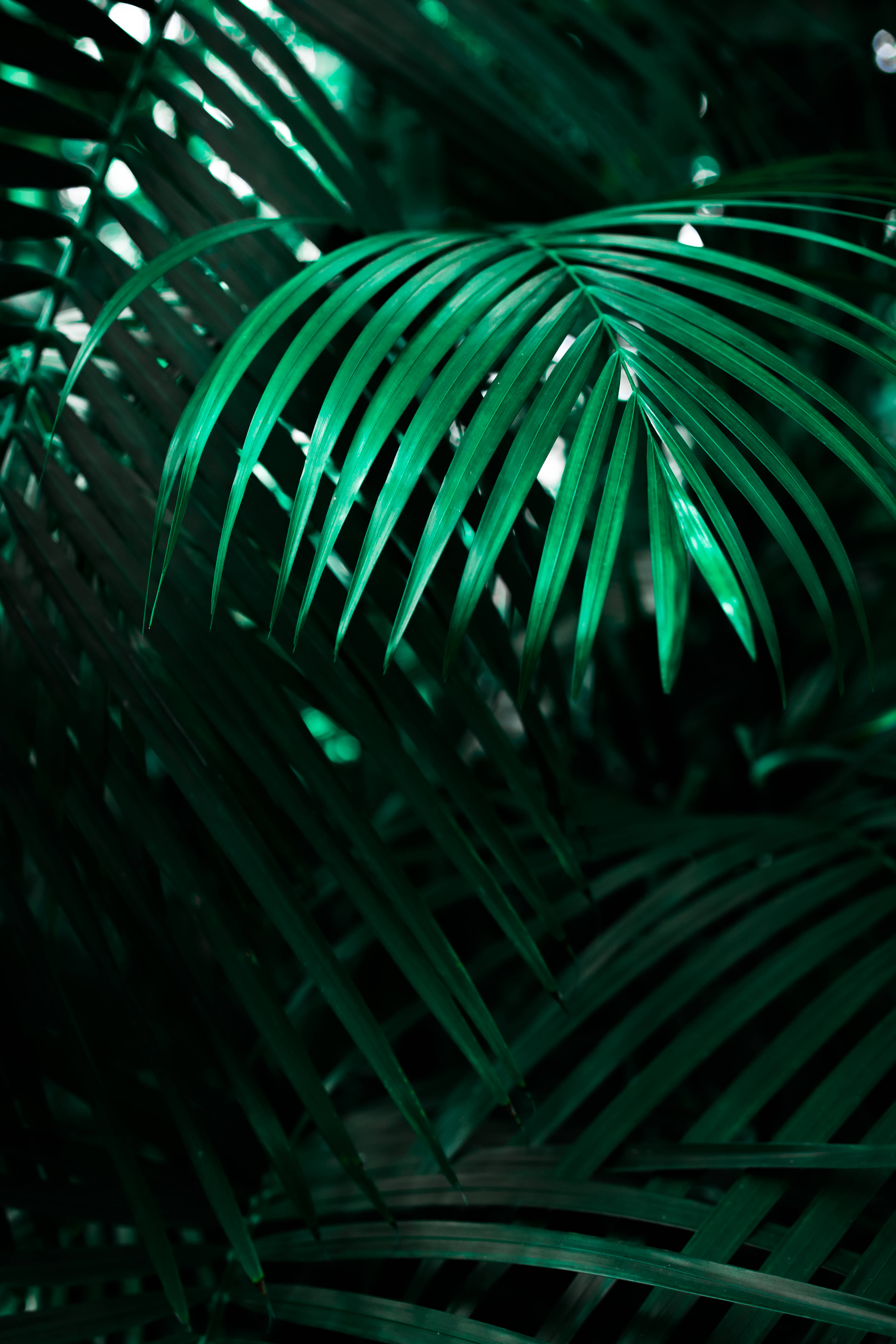 Fondo de Pantalla Genial de Lobo Neón para Pantalla de Bloqueo Fondos de pantalla