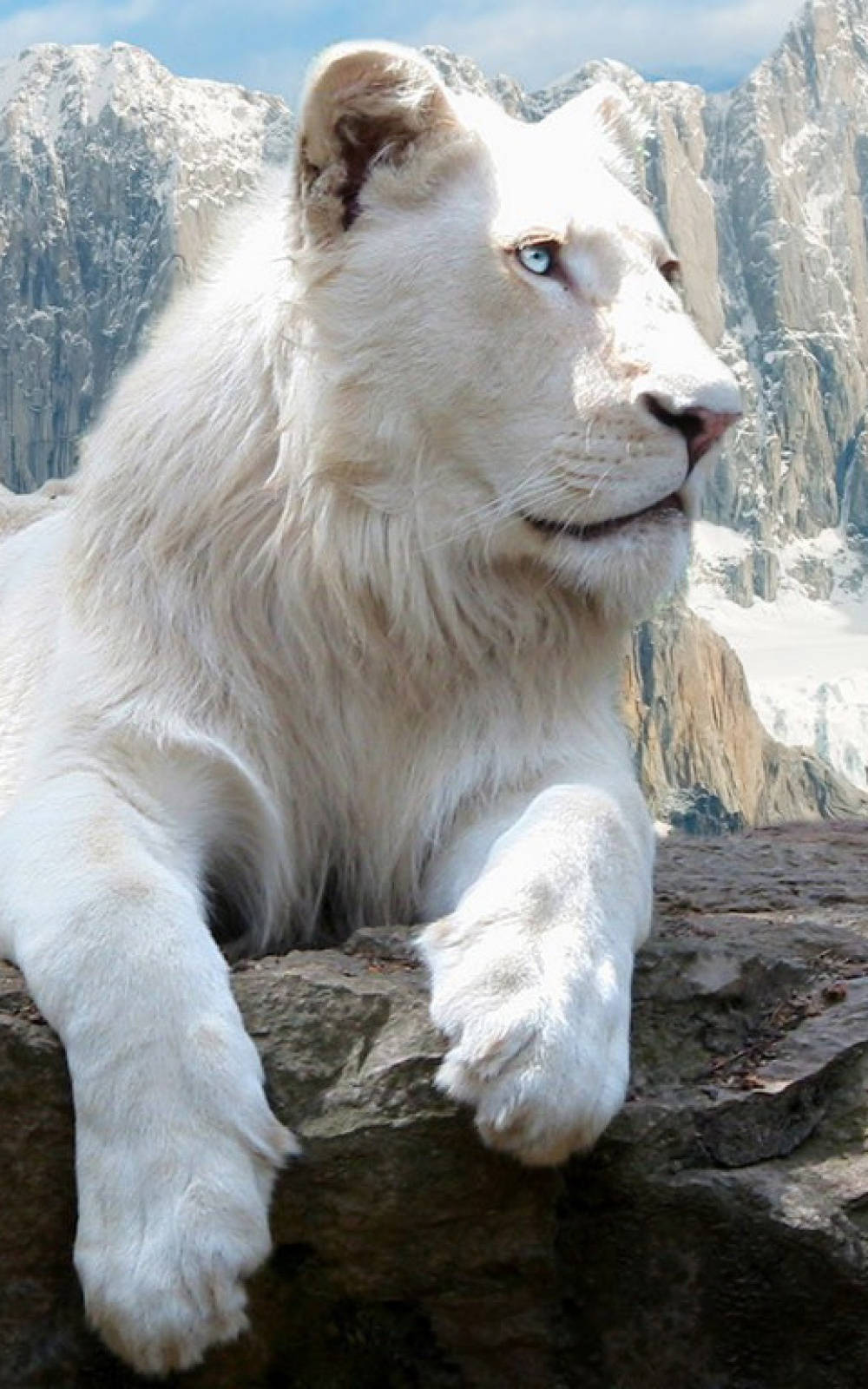 Fondo de Pantalla iPhone León Blanco Salvaje Fondos de pantalla