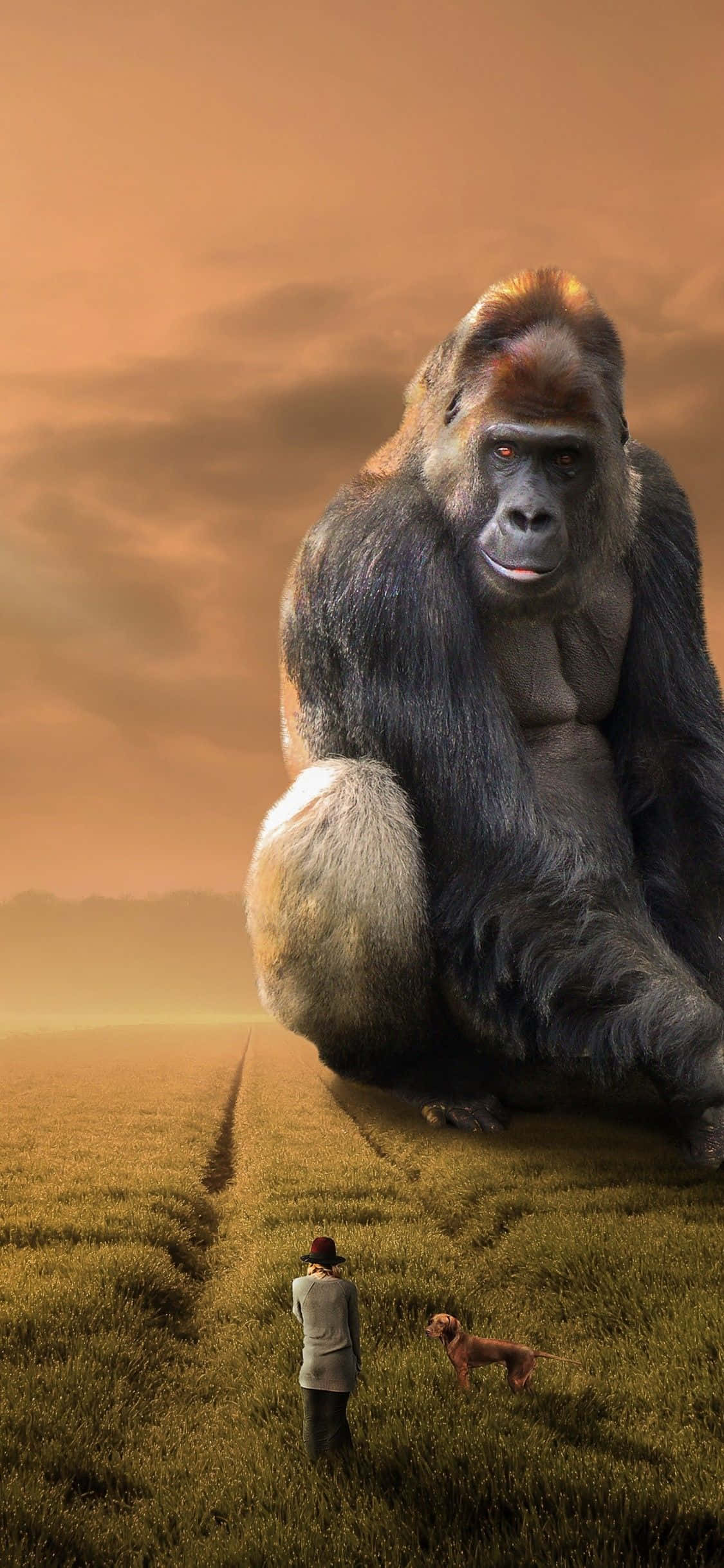 fondo de pantalla iPhone Xs Max gorila primate gigante Fondos de pantalla