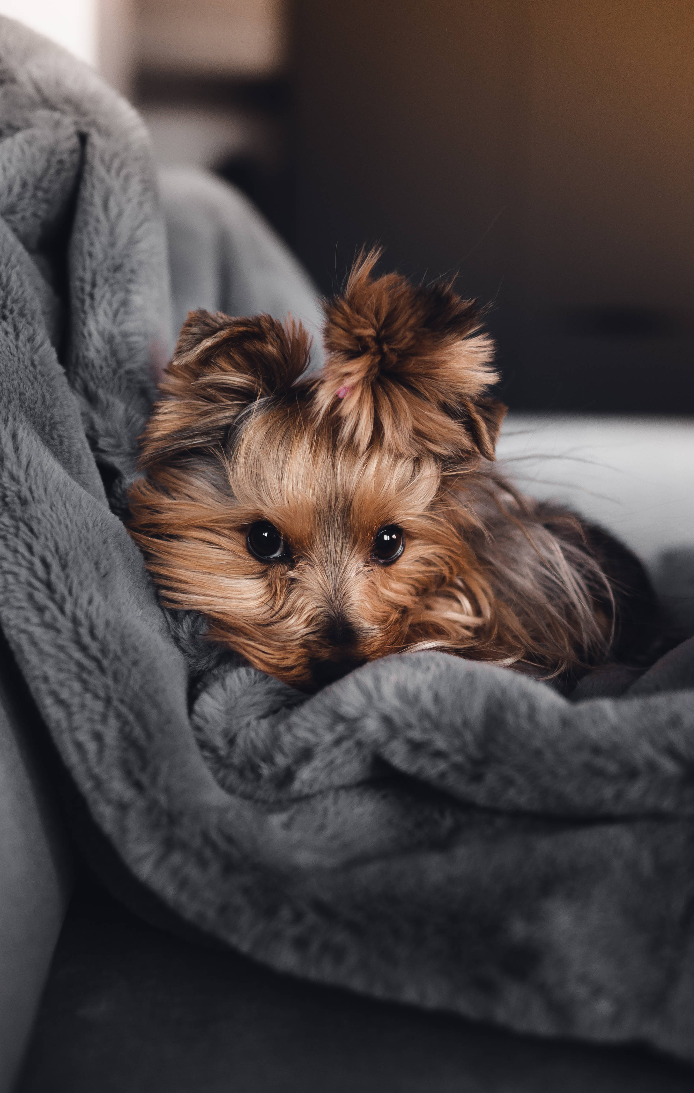 Fondo de pantalla lindo y femenino de un perro Fondos de pantalla