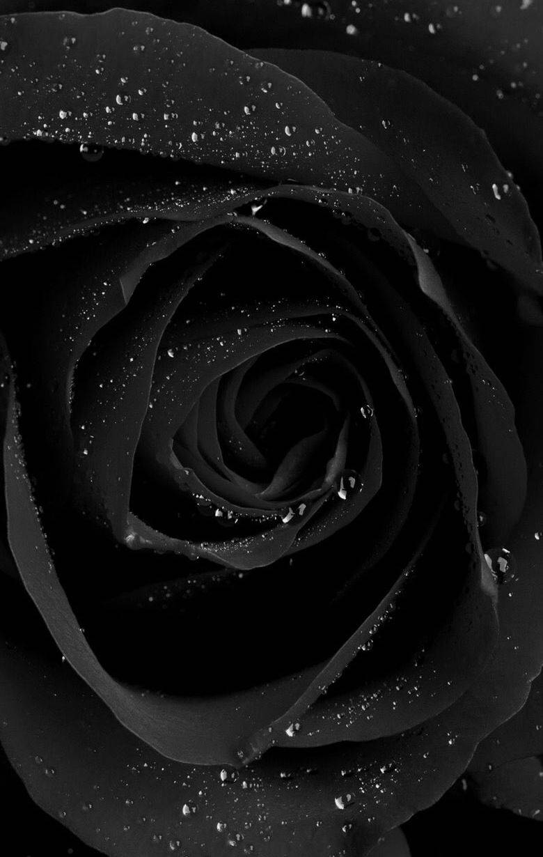 Fondo de Pantalla Negro Rosa Elegante Fondos de pantalla