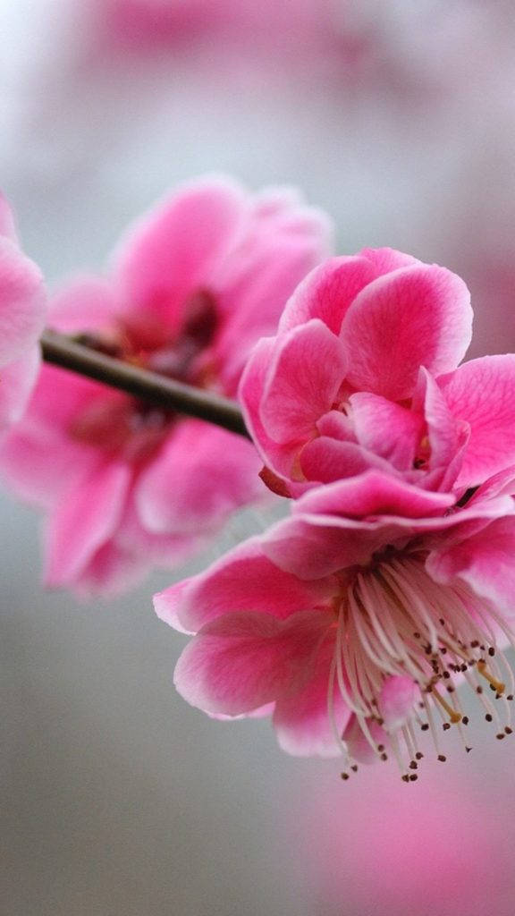 Fondo de pantalla rosa cereza lindo y femenino para teléfono Fondos de pantalla