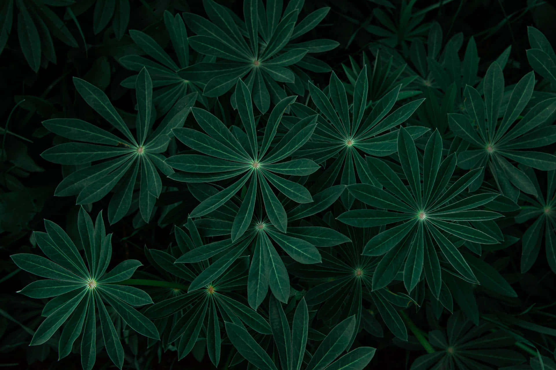 Fondo de Pantalla Verde Oscuro Sólido Fondos de pantalla