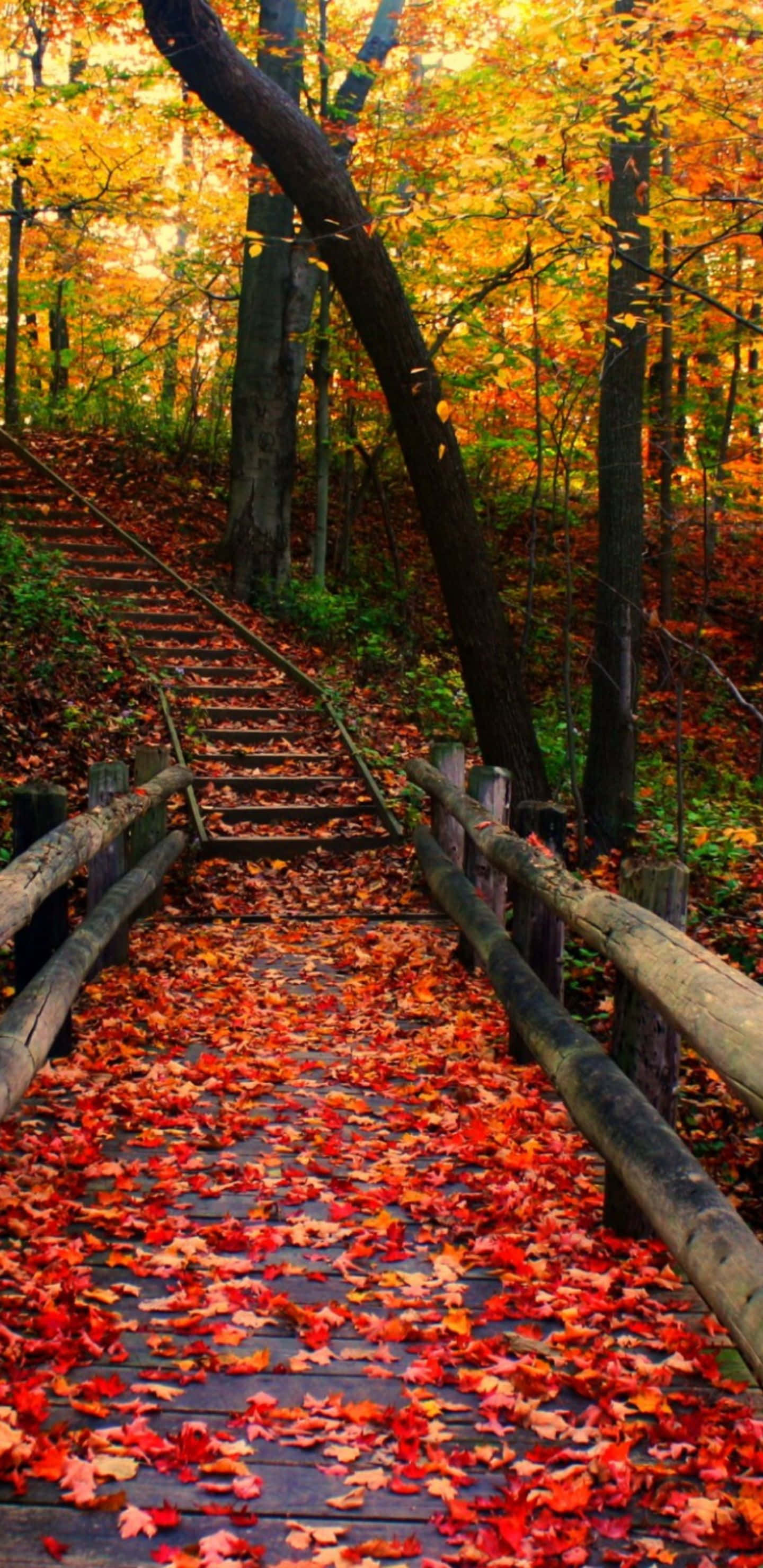 Fondo de Pasarela Vacía en Otoño Pixel 3XL Fondos de pantalla