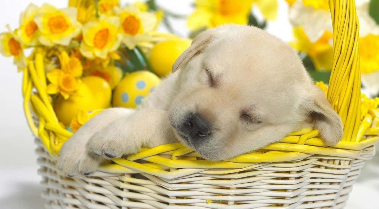 Fondo de Pascua Tierno con Conejito Adorable y Huevos Pastel Fondos de pantalla