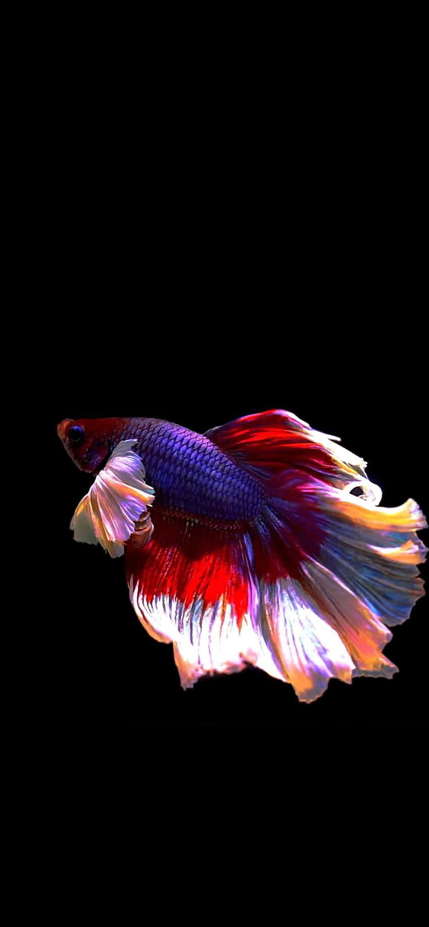 Fondo de Pez Betta Rojo y Blanco para Android Fondos de pantalla