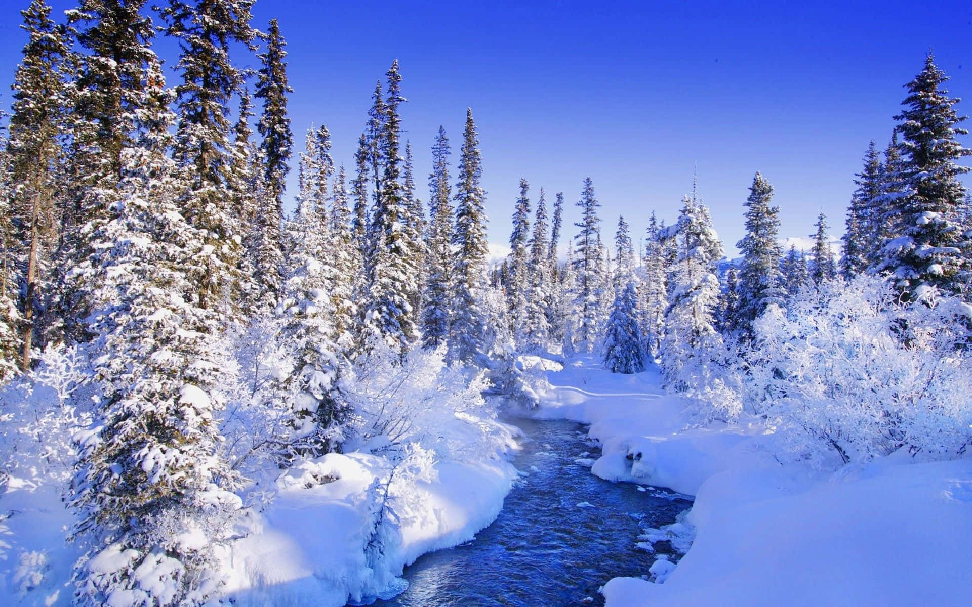 Fondo de Pinos Nevados para Paisaje Invernal Fondos de pantalla