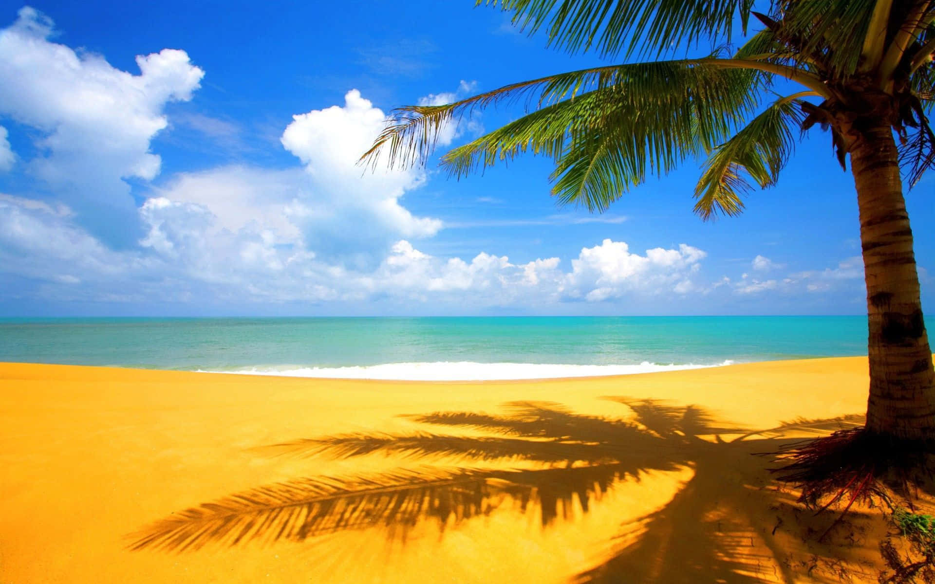 Fondo de Playa con Sombra de Palmera Fondos de pantalla