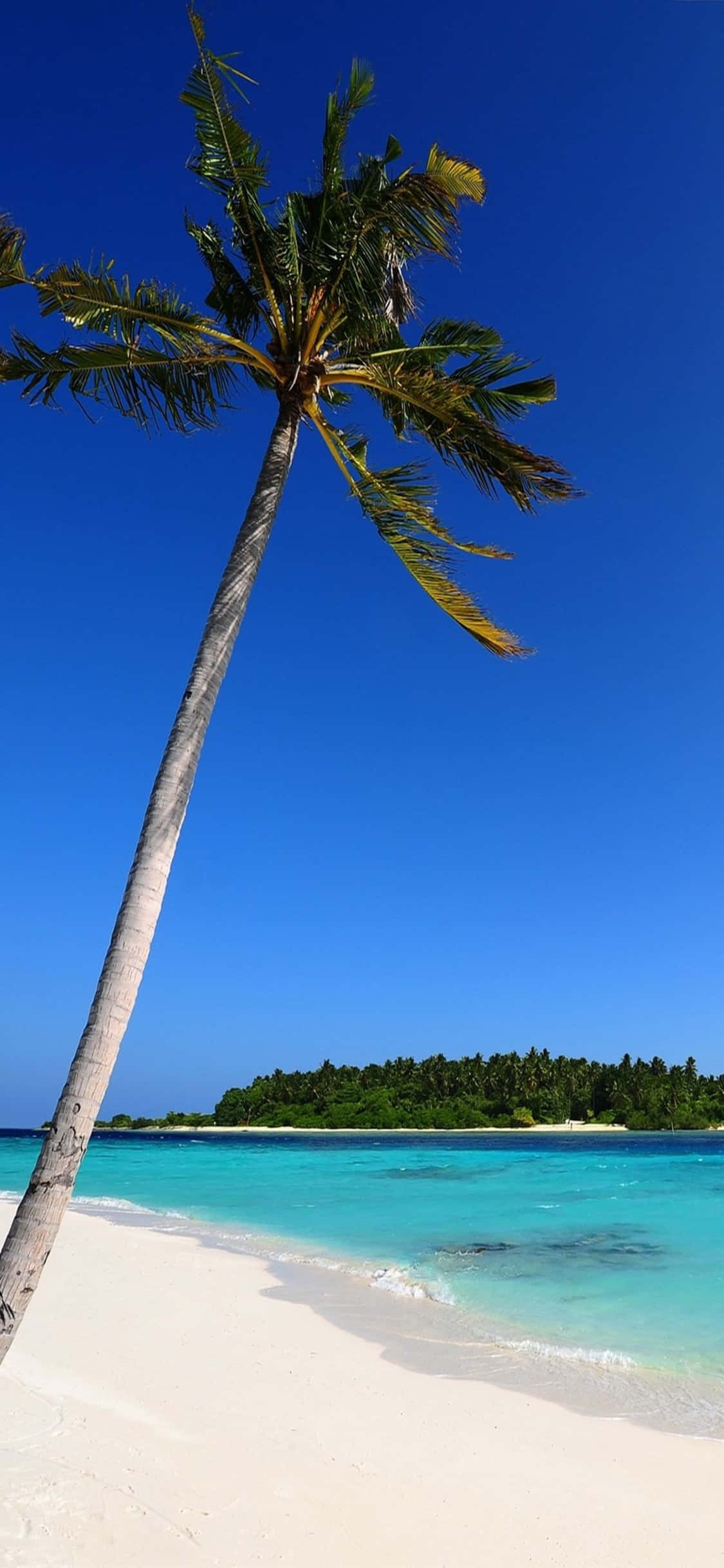 Fondo de Playa con Palmera Solitaria para iPhone XS Fondos de pantalla
