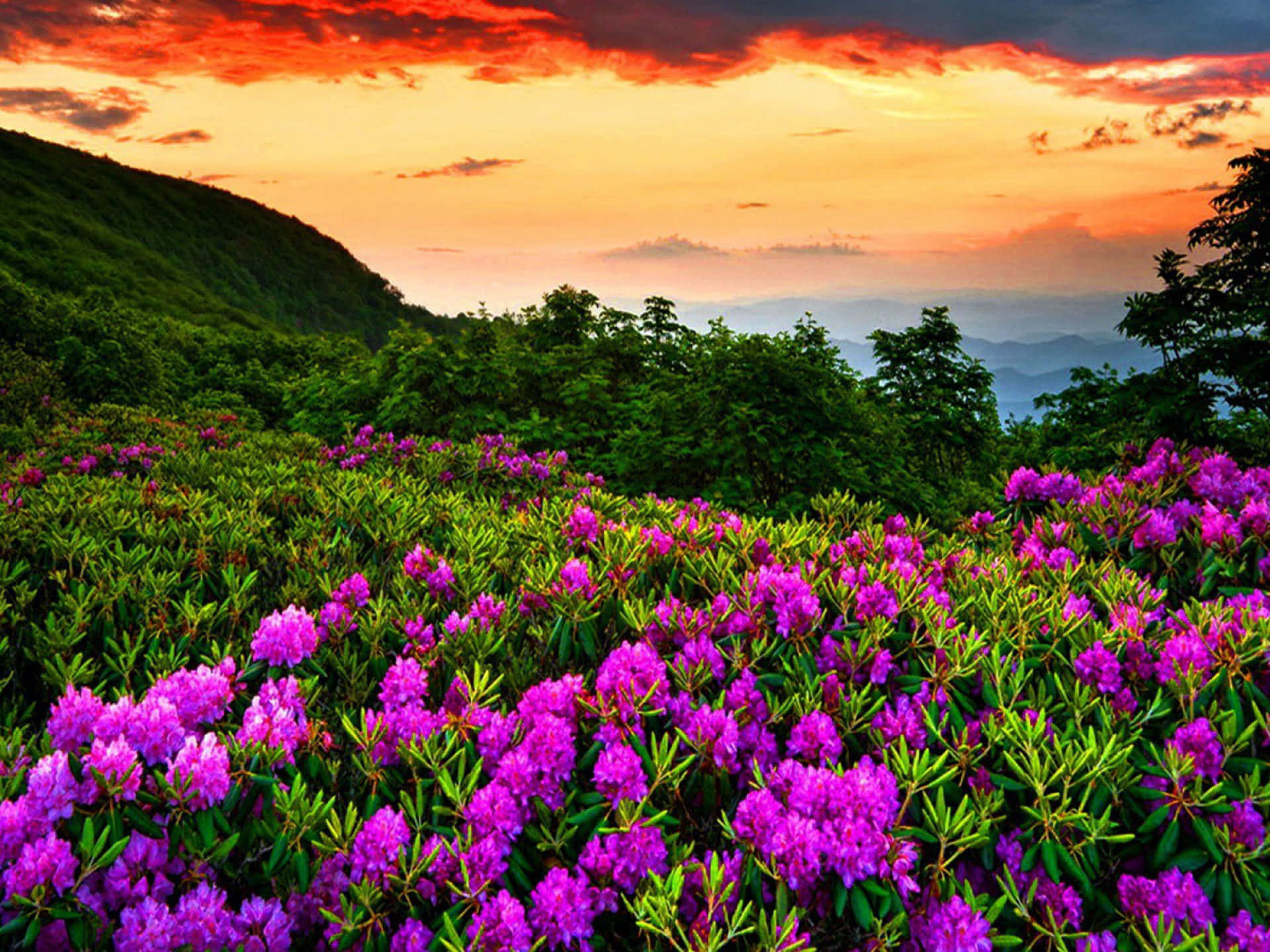 Fondo de Rododendro Púrpura y Azaleas de Primavera Fondos de pantalla