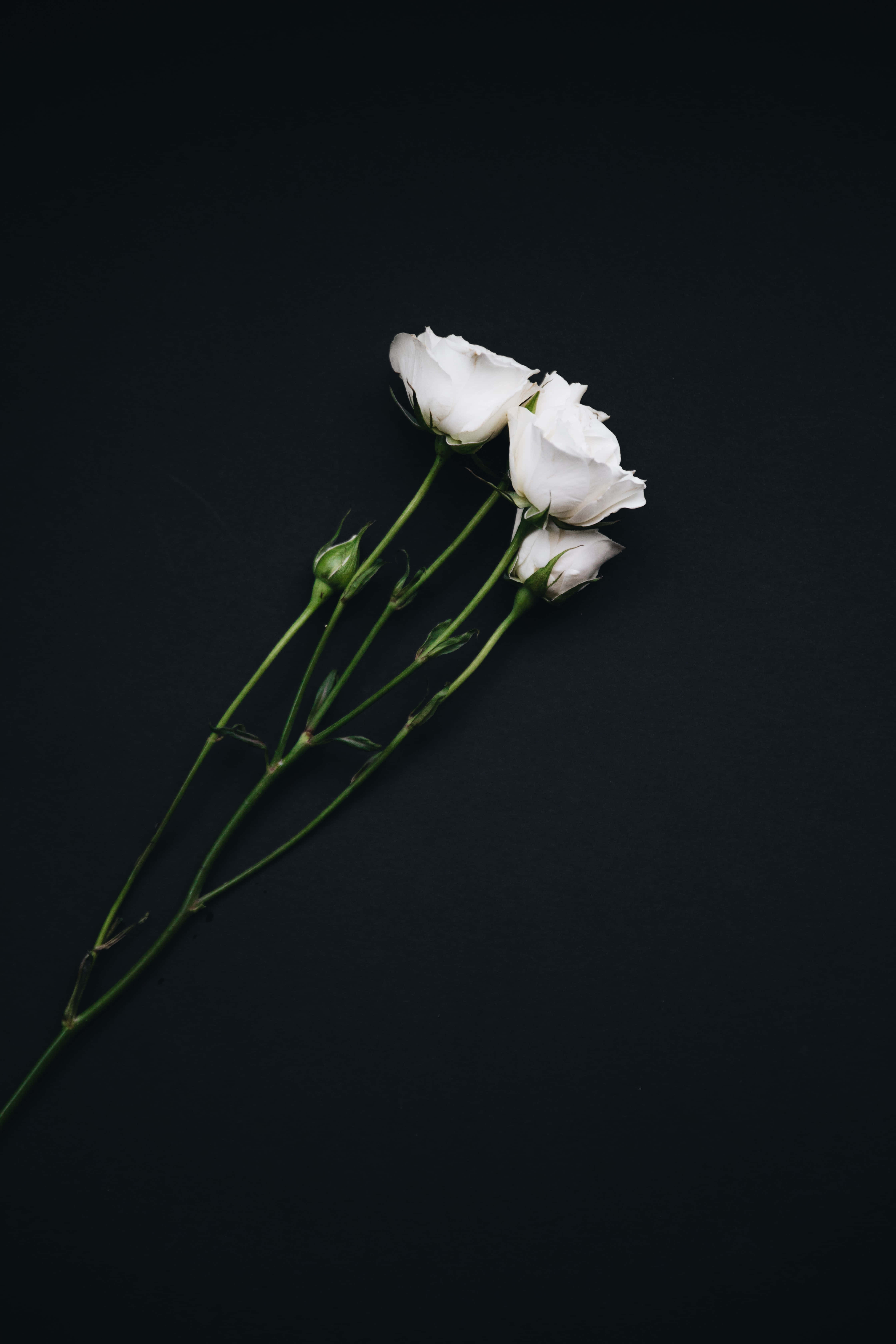 Fondo de Rosas Blancas Estética Negra para Retrato Fondos de pantalla
