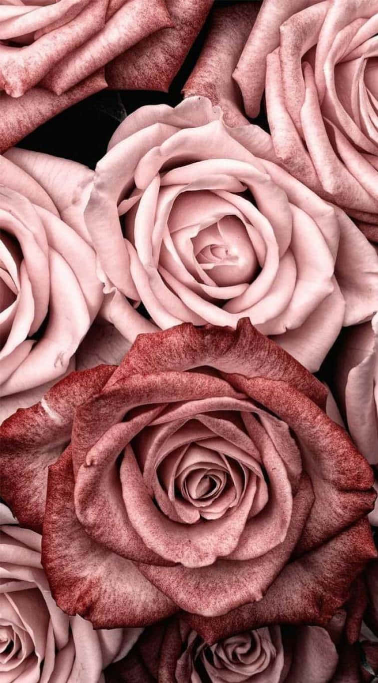Fondo de Rosas Rosa Claro Fondos de pantalla
