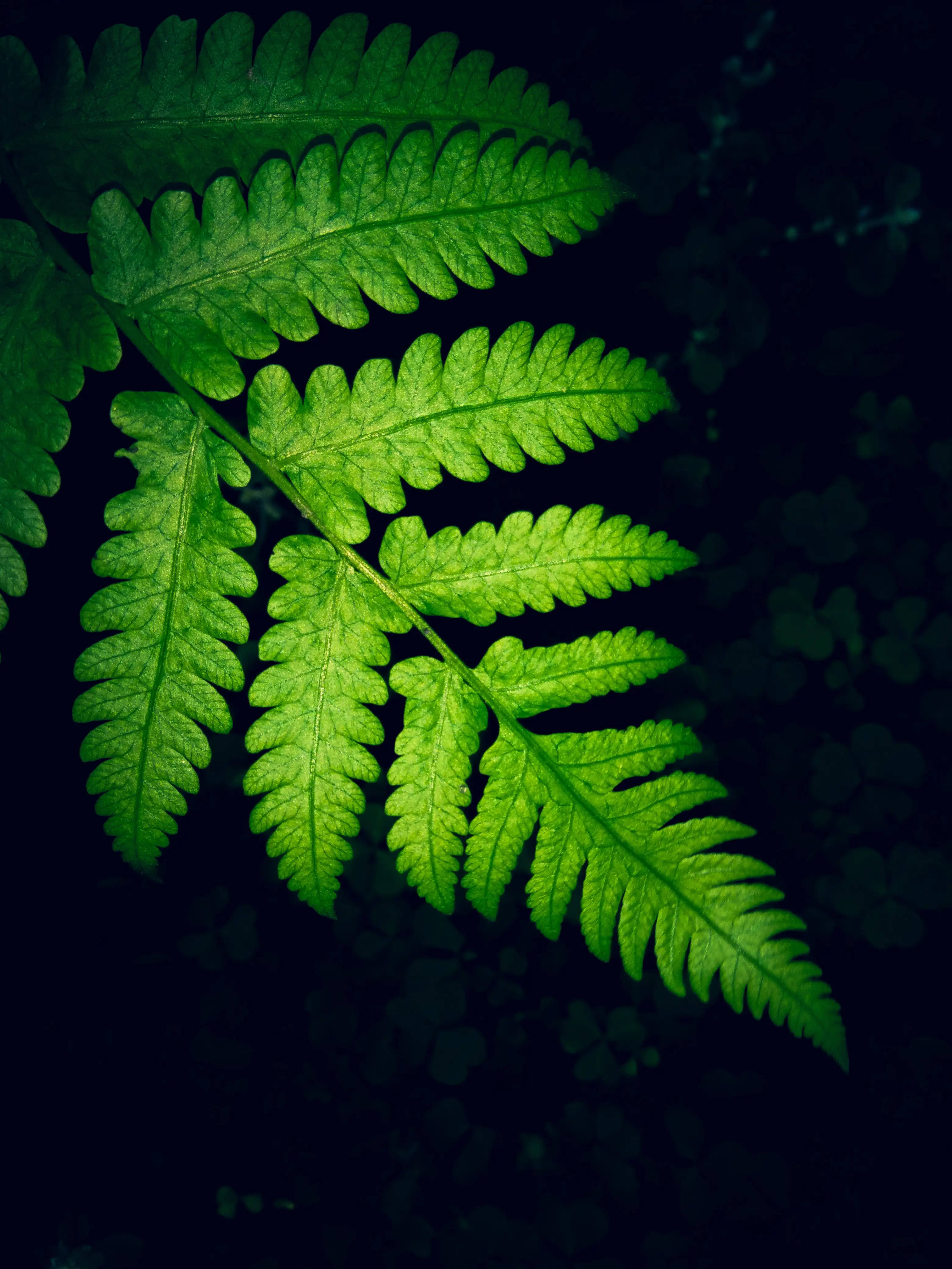 Fondo de Samsung M21 con helecho Fondos de pantalla