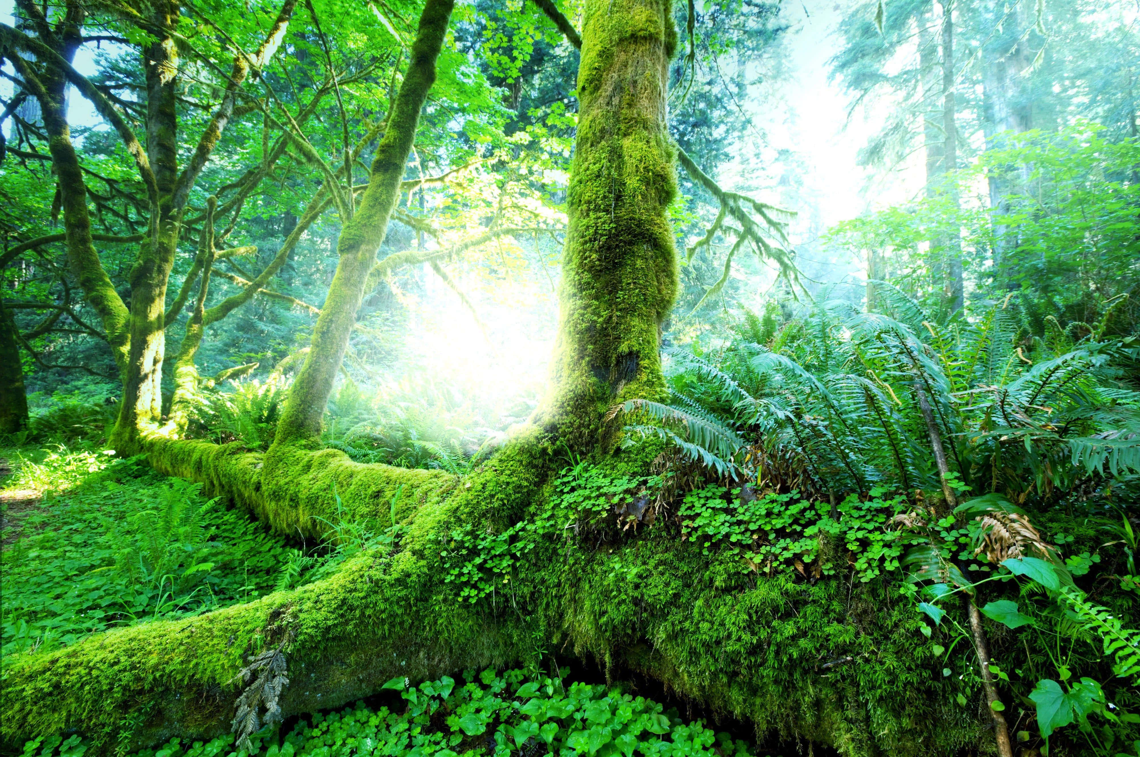 Fondo de Selva Tropical Fondos de pantalla