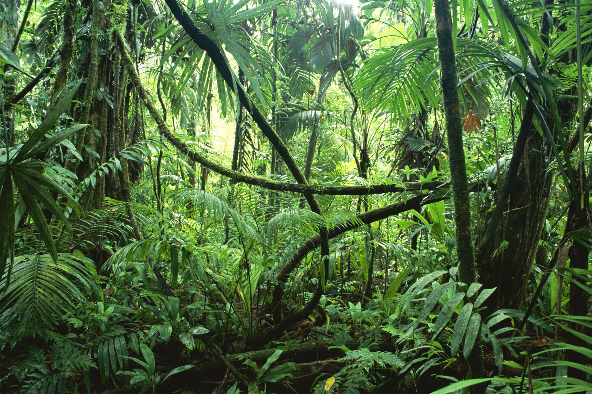 Fondo de selva tropical Fondos de pantalla