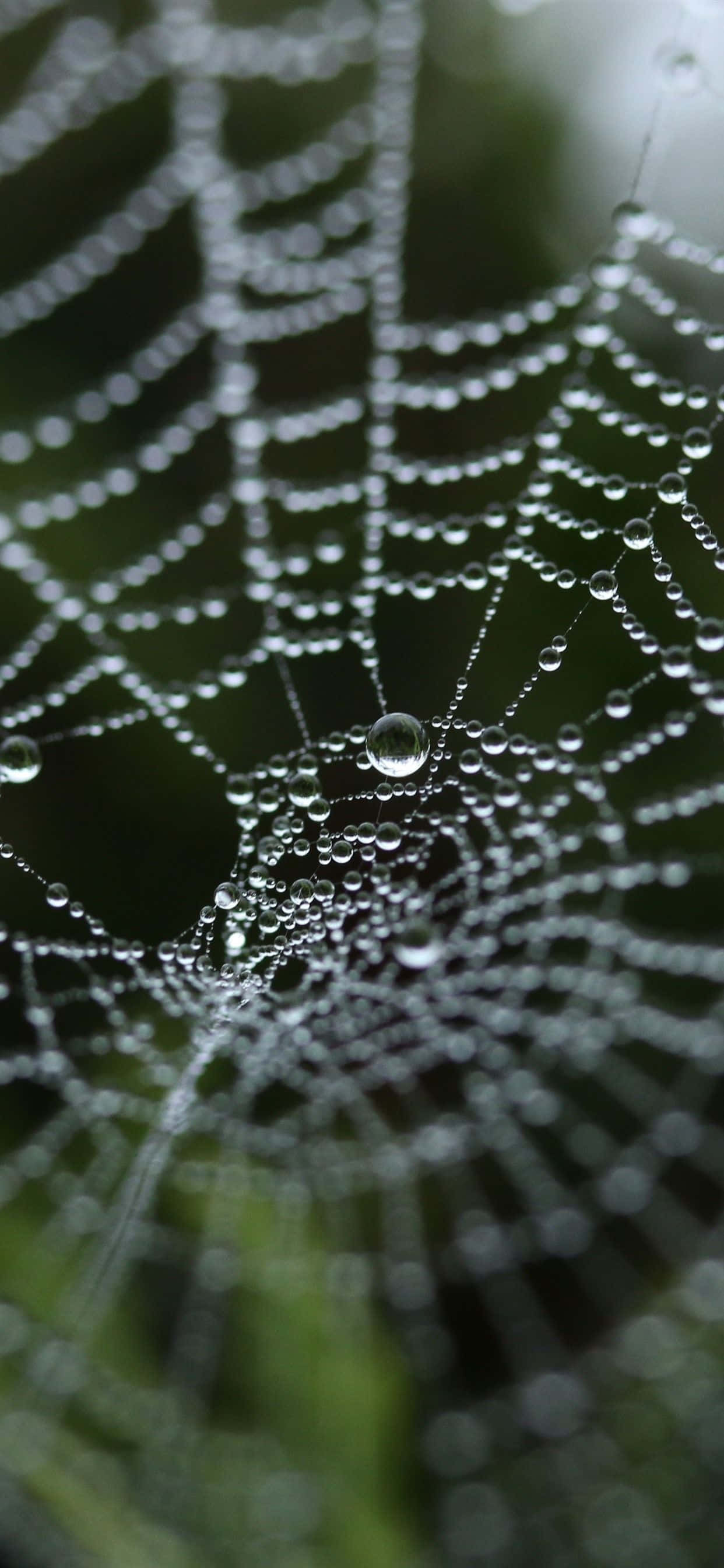 Fondo de telaraña con efecto borroso de naturaleza Fondos de pantalla