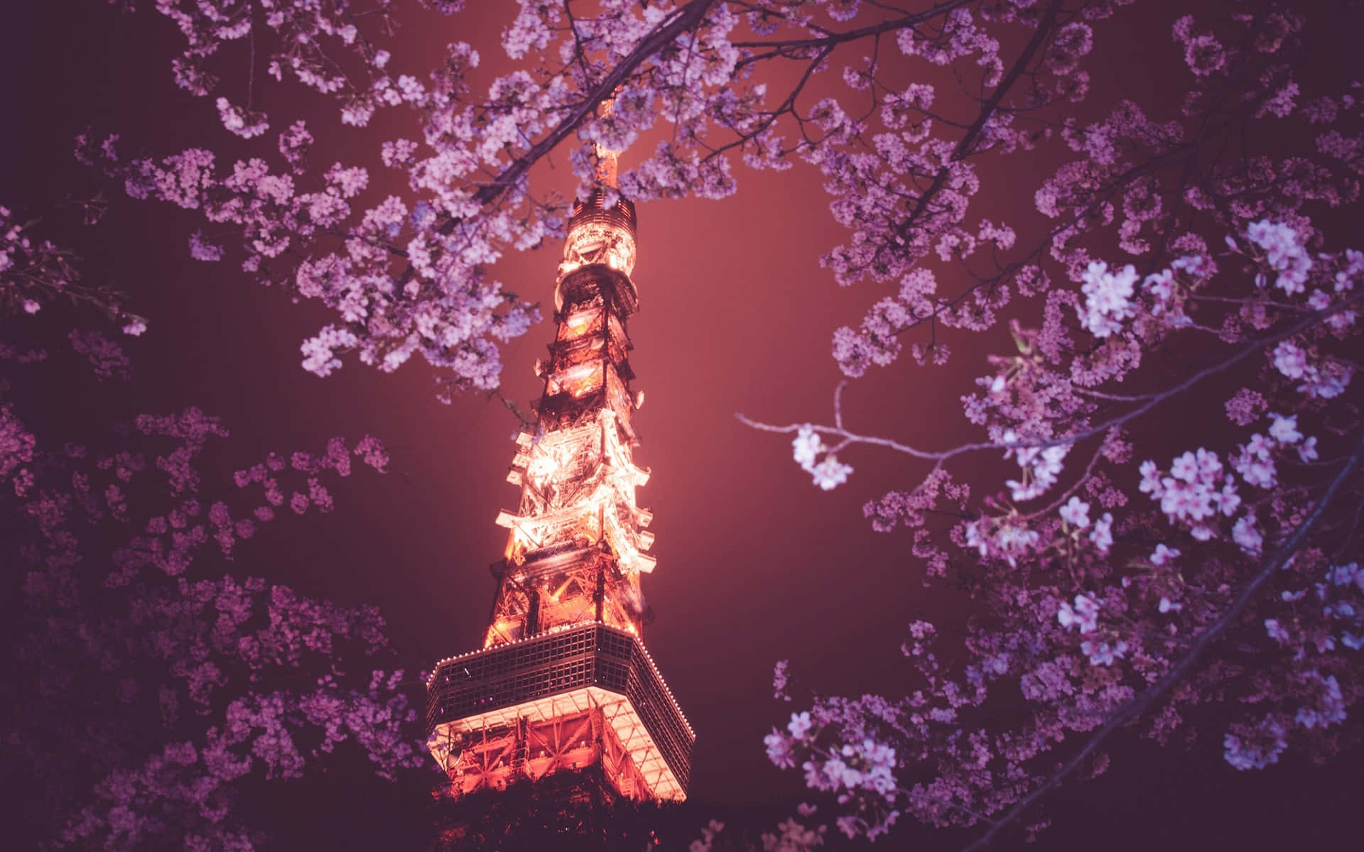 Fondo de Tokio con la Torre de Tokio sobre un cerezo en flor Fondos de pantalla