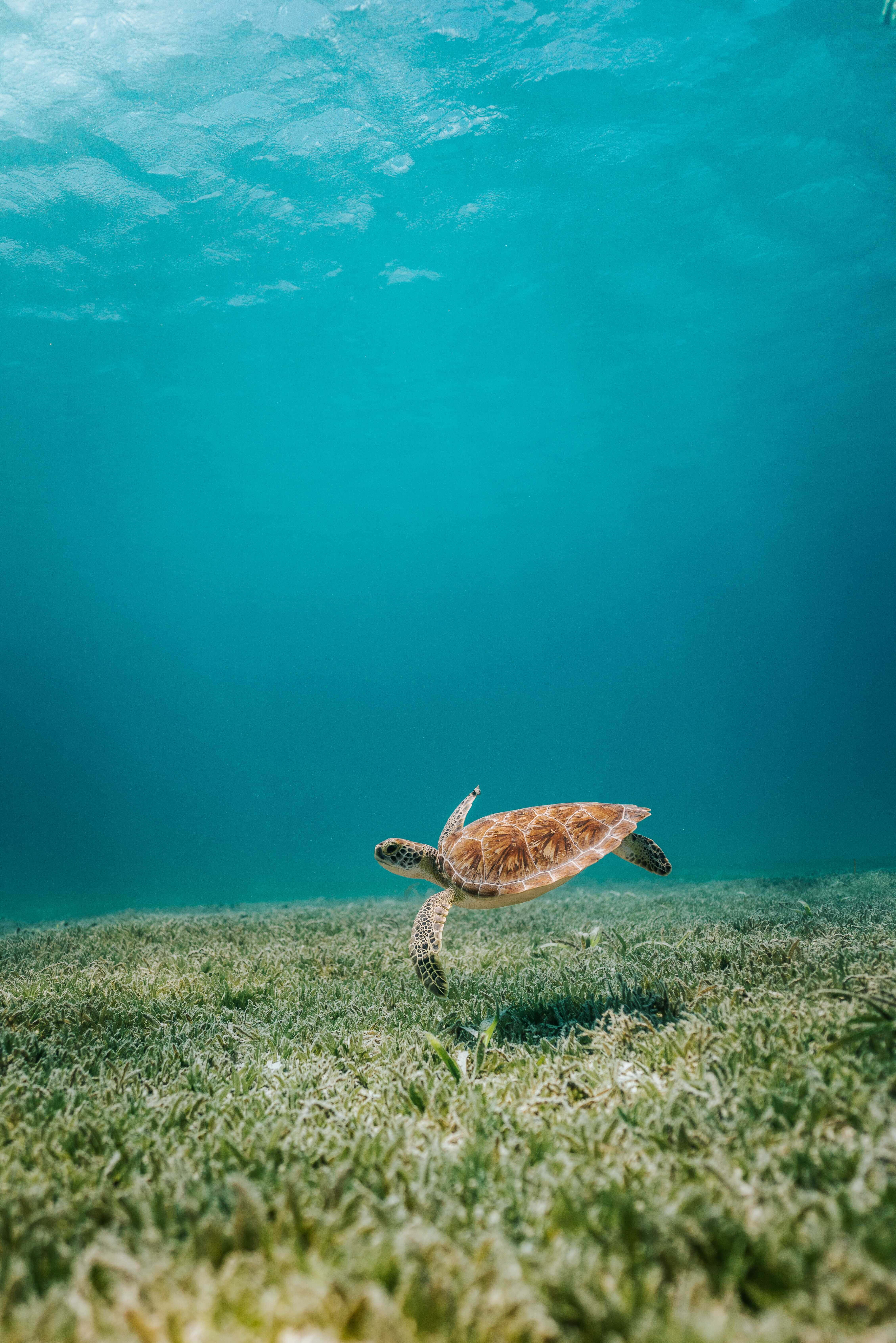 Fondo de Tortuga Marina Adorable para iPhone Fondos de pantalla
