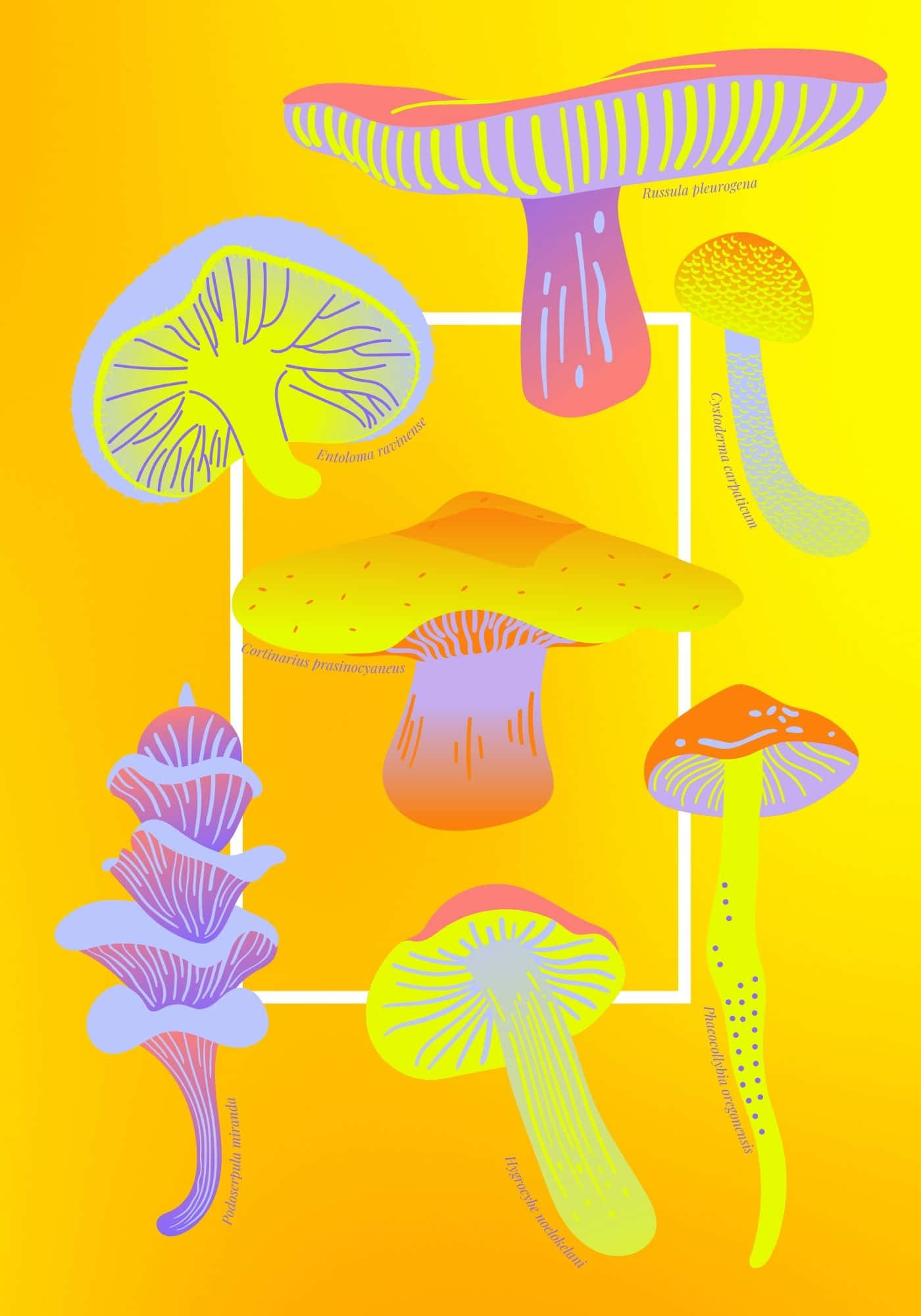 Fondo de Variedad Genial de Hongos Fondos de pantalla