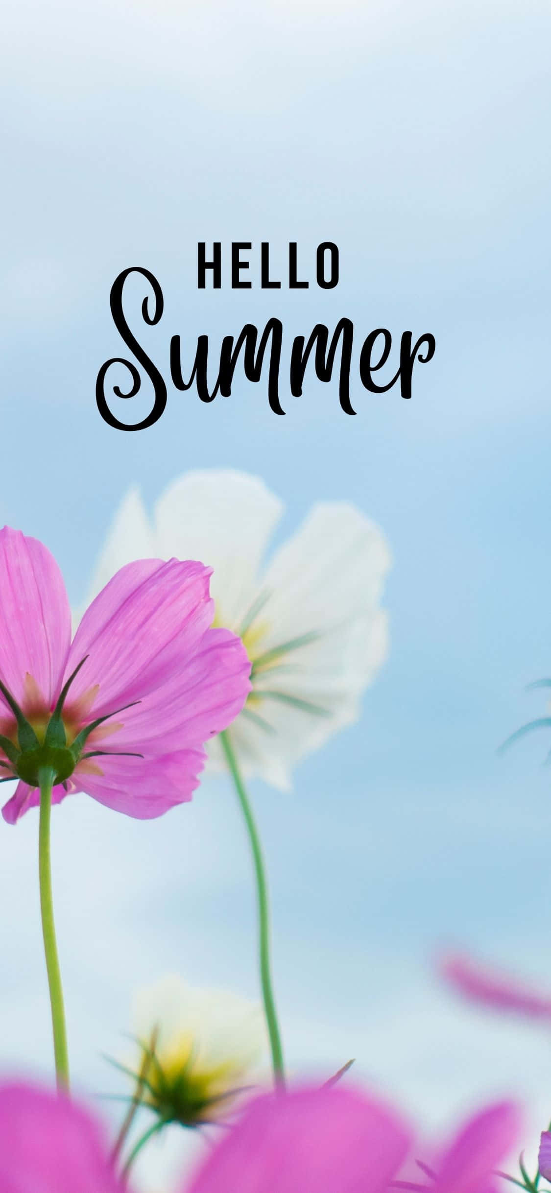 Fondo de Verano para iPhone X con Flores Rosas y Blancas Fondos de pantalla