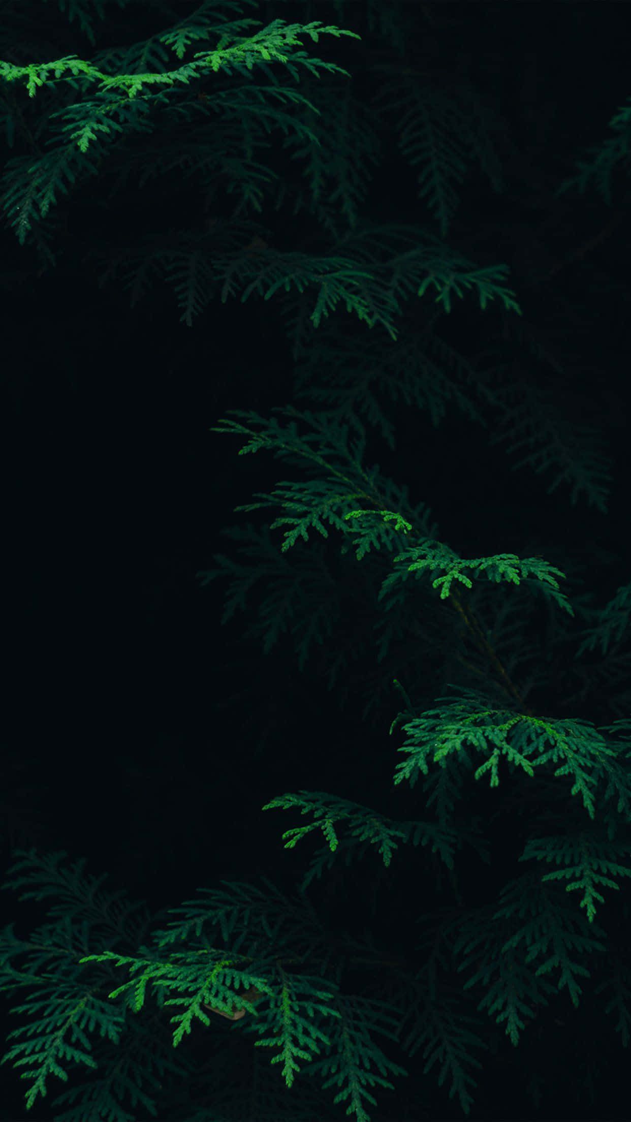Fondo Degradado Estético Verde Oscuro Encantador Fondos de pantalla