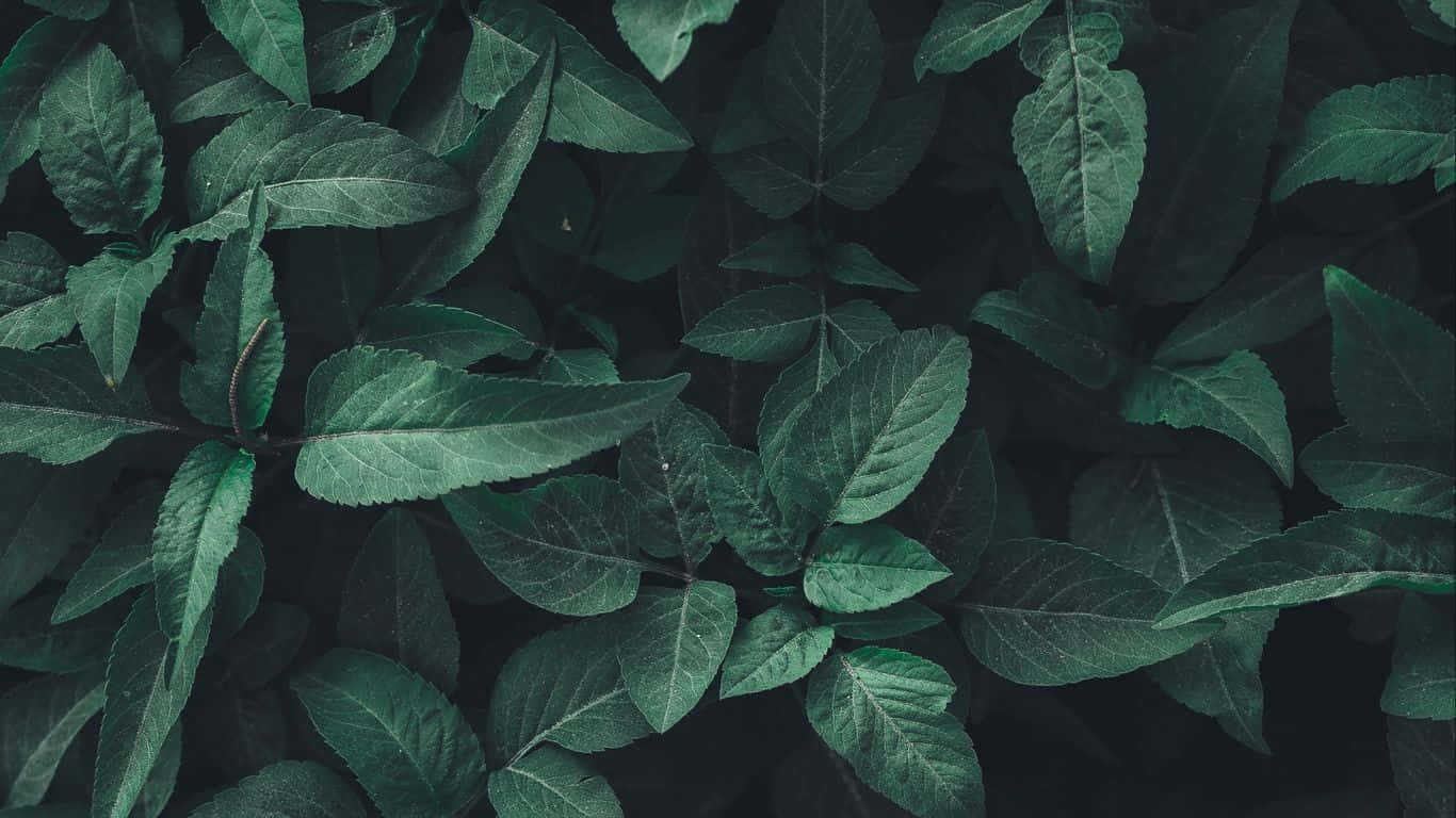 Fondo estético de bosque verde oscuro Fondos de pantalla