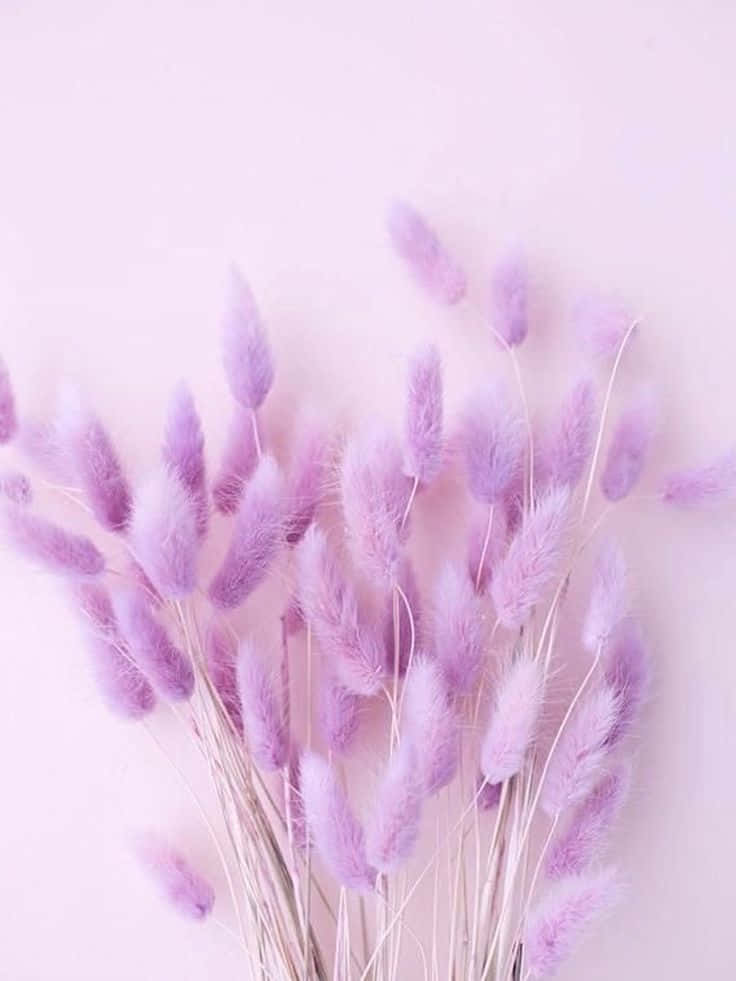 Fondo Estético en Púrpura Pastel Cautivador Fondos de pantalla
