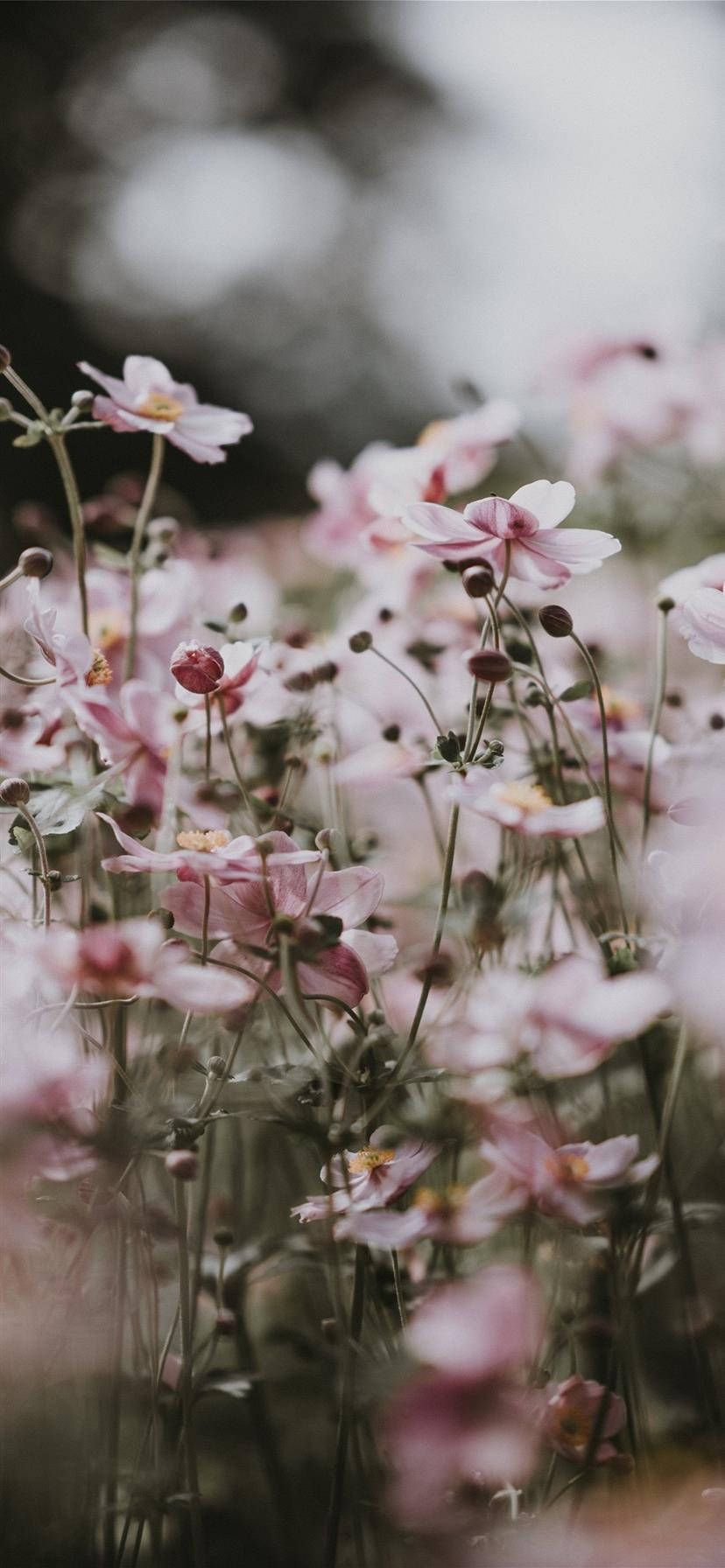 Fondo estético iPhone X Flores Rosas Fondos de pantalla