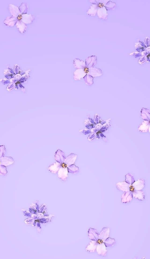 Fondo estético lavanda y púrpura pastel con Sakura Fondos de pantalla