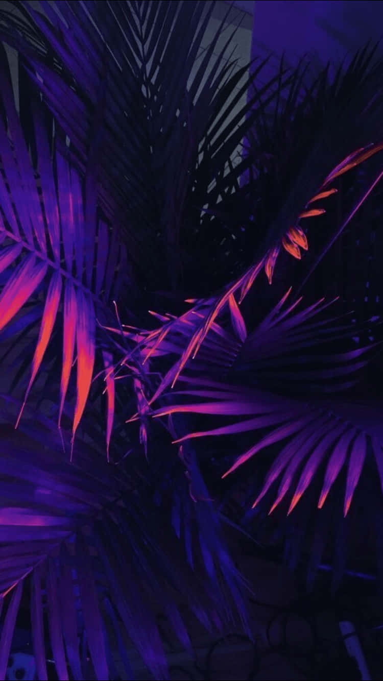 Fondo Estético Púrpura de Planta de Palma Neón Fondos de pantalla