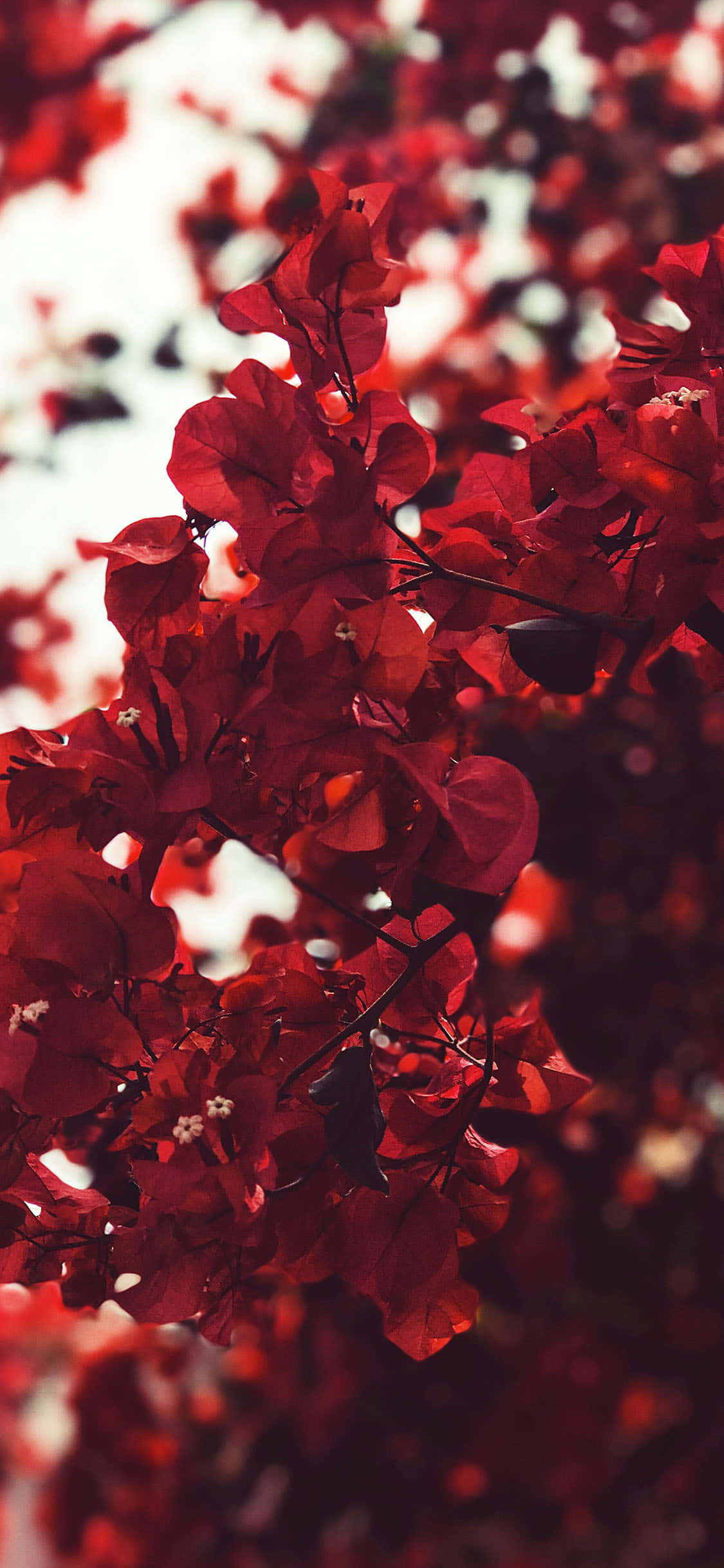 Fondo estético rojo de arbusto de buganvilla Fondos de pantalla