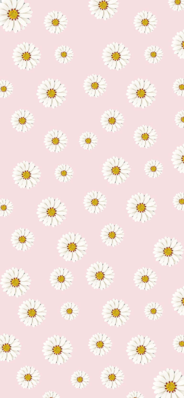 Fondo estético rosa con diseño de margaritas Fondos de pantalla