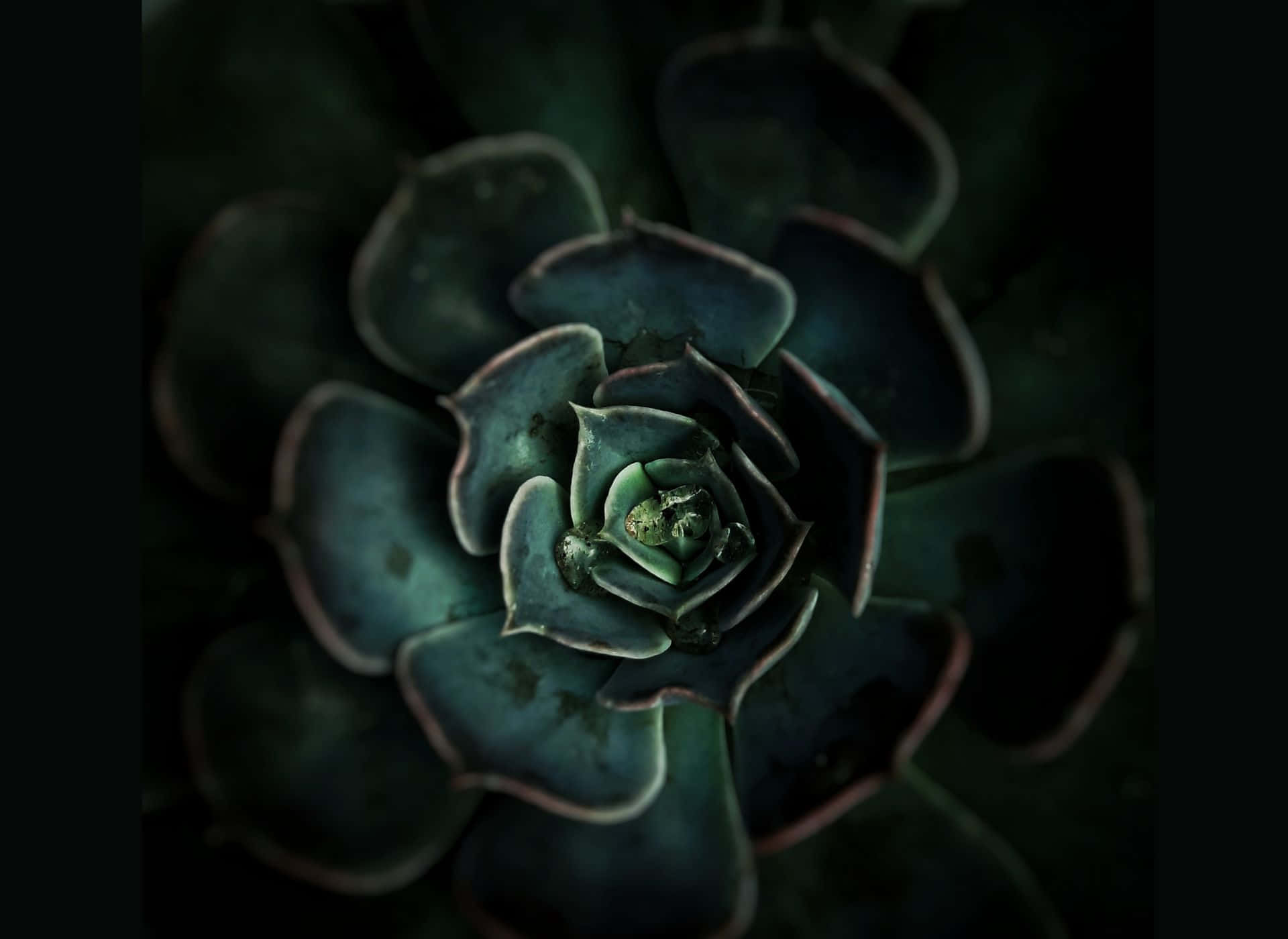 Fondo estético verde oscuro con suculenta Fondos de pantalla