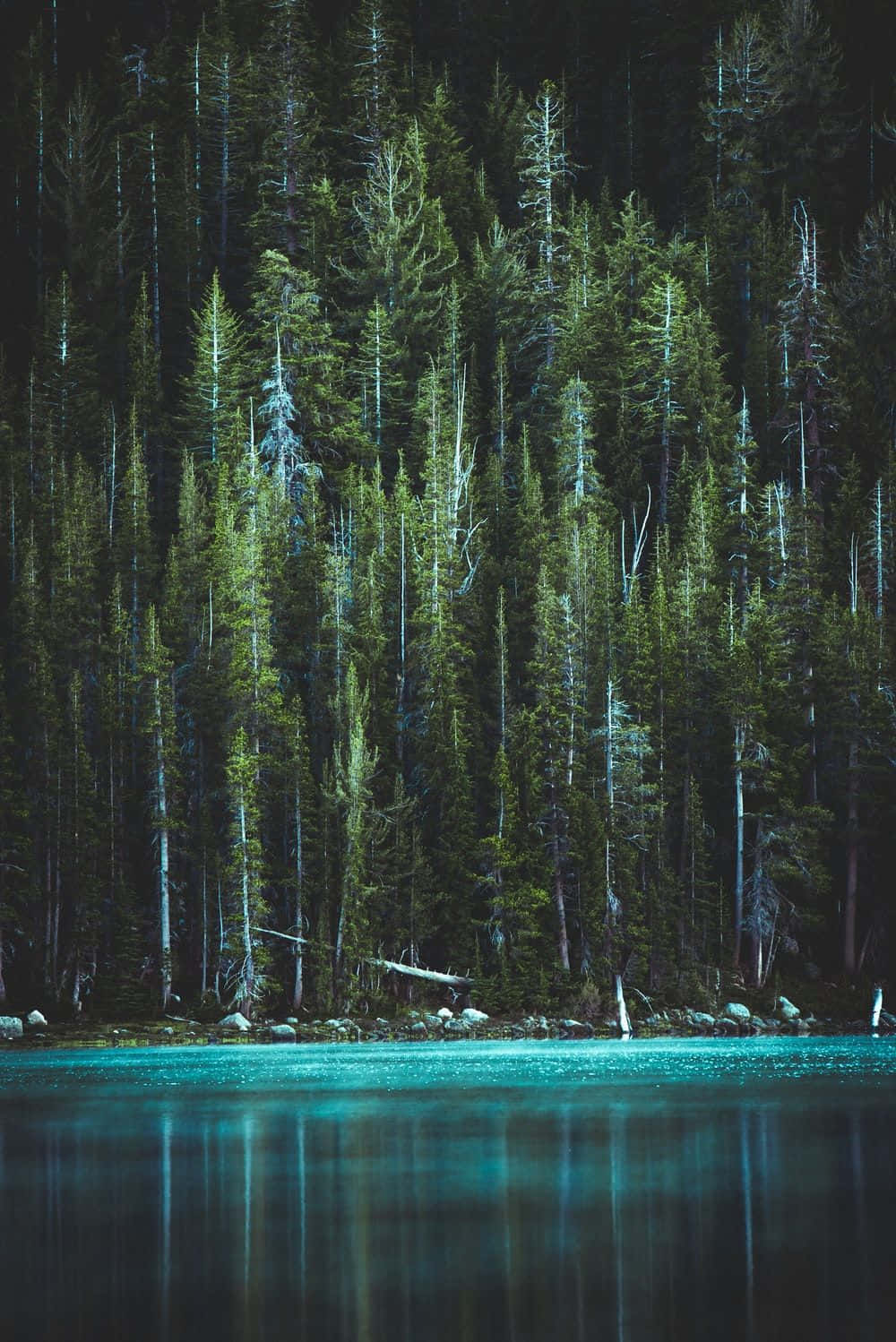 Fondo Estético Verde Oscuro Cautivador Fondos de pantalla