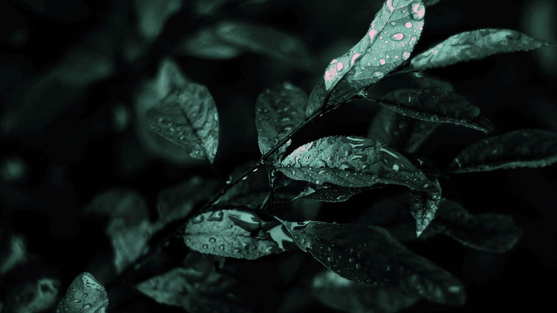 Fondo estético verde oscuro Fondos de pantalla