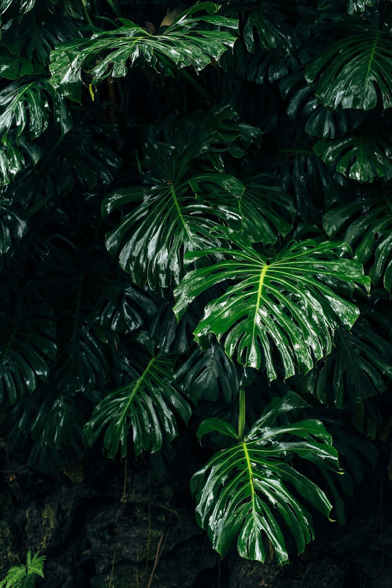 Fondo Estético Verde Oscuro Encantador Fondos de pantalla