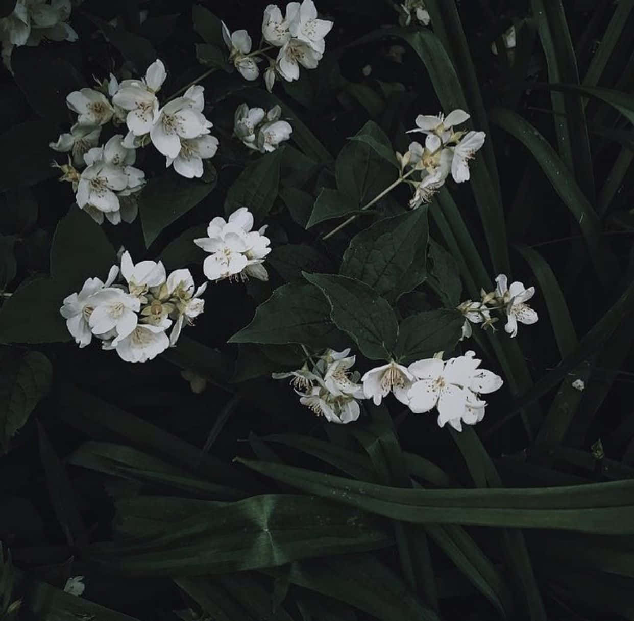 Fondo estético verde oscuro encantador Fondos de pantalla
